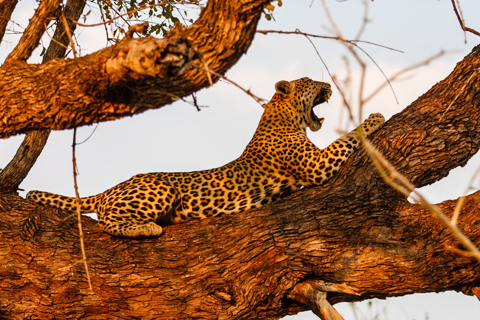 Leopard