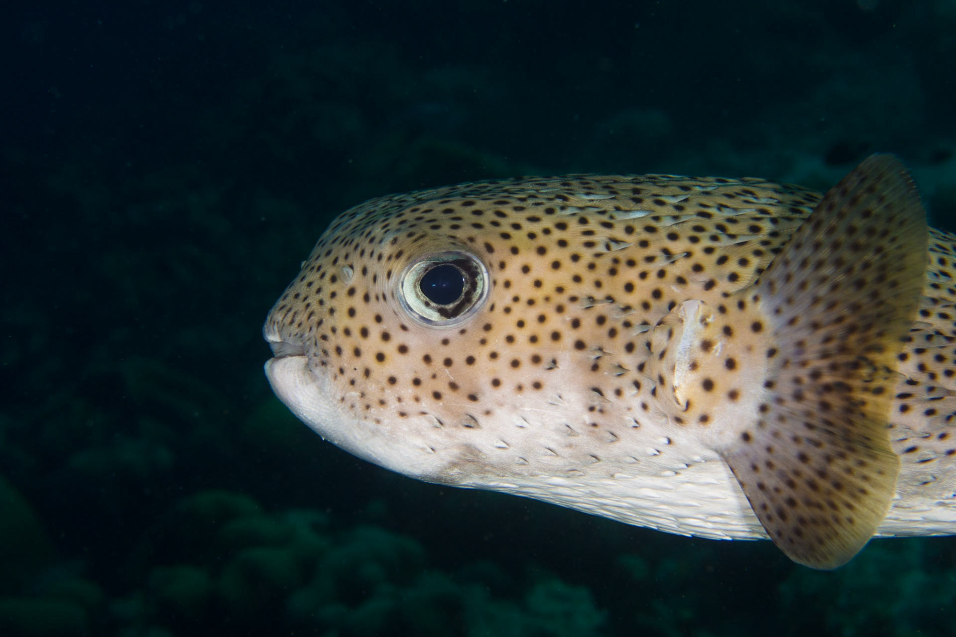 Porcupinefish