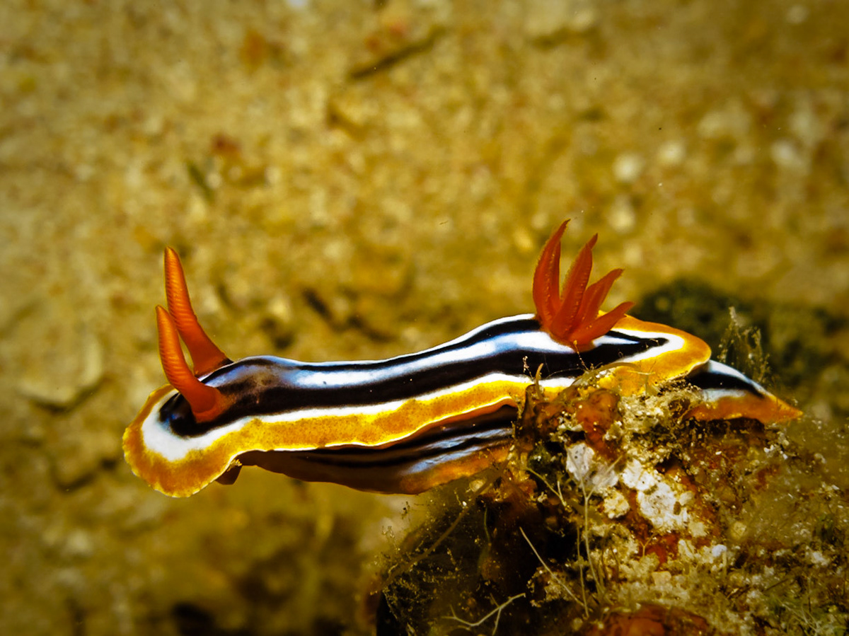 Pyjama Chromodorid from the Red Sea