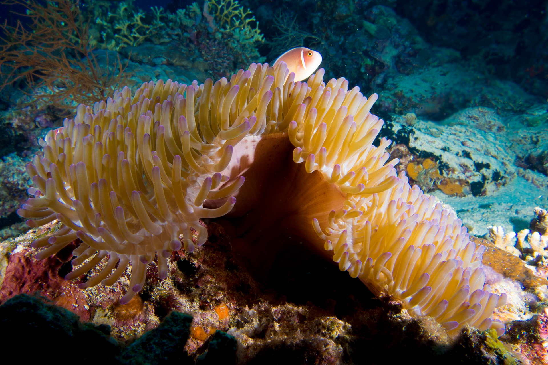 Pink Anemonefish and Anemones