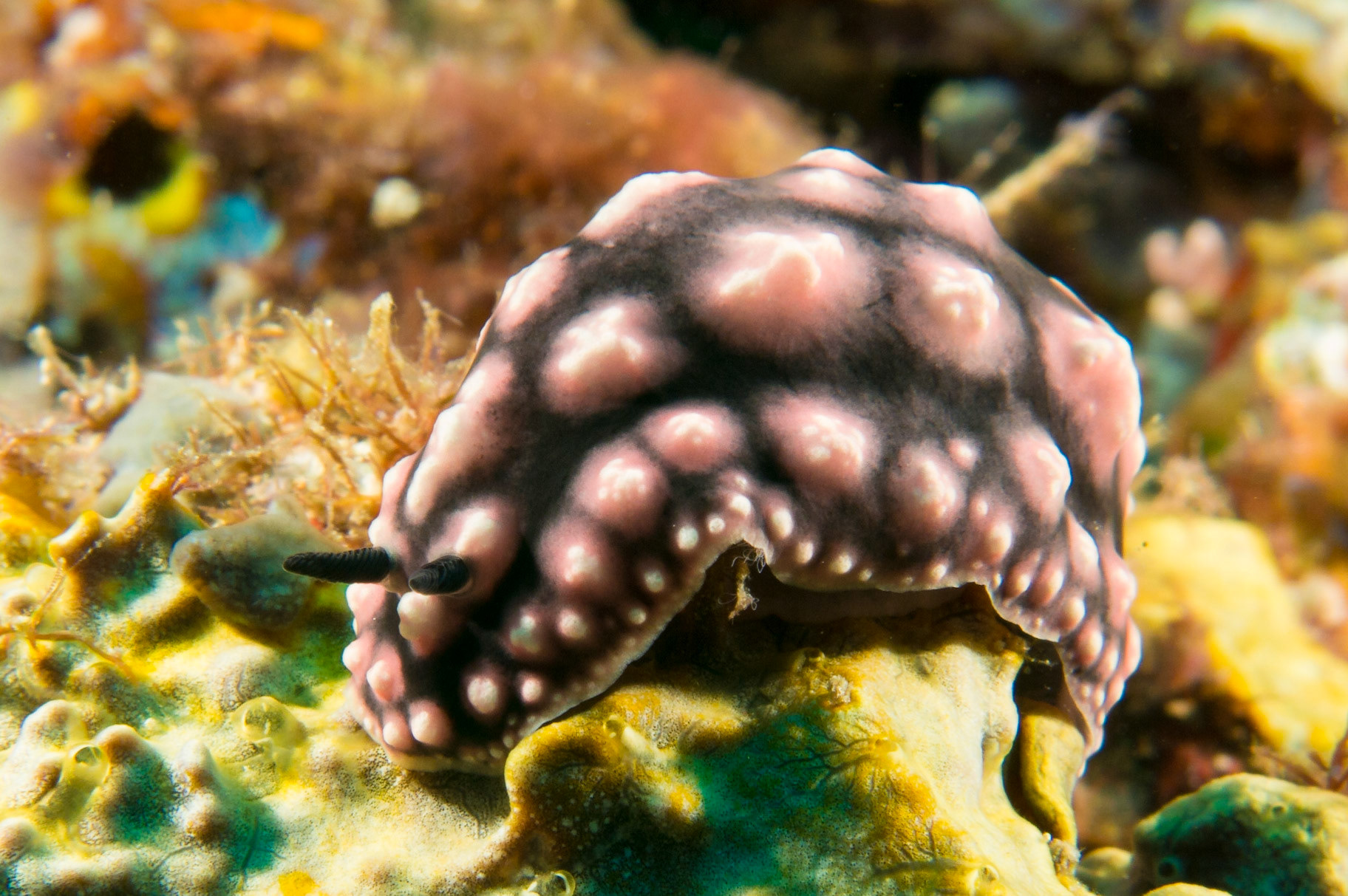 Phyllidiella pustulosa