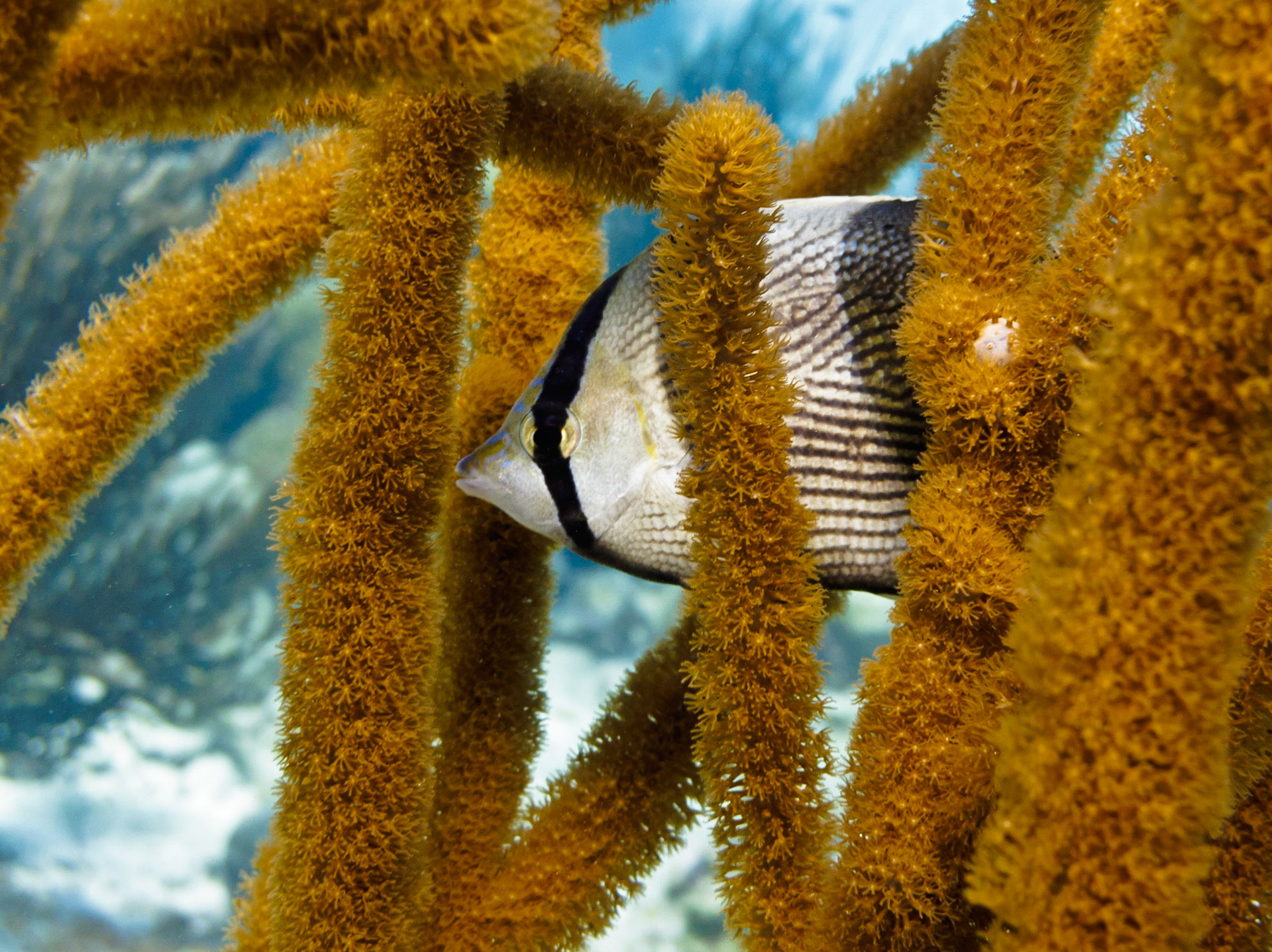 Banded Butterflyfish
