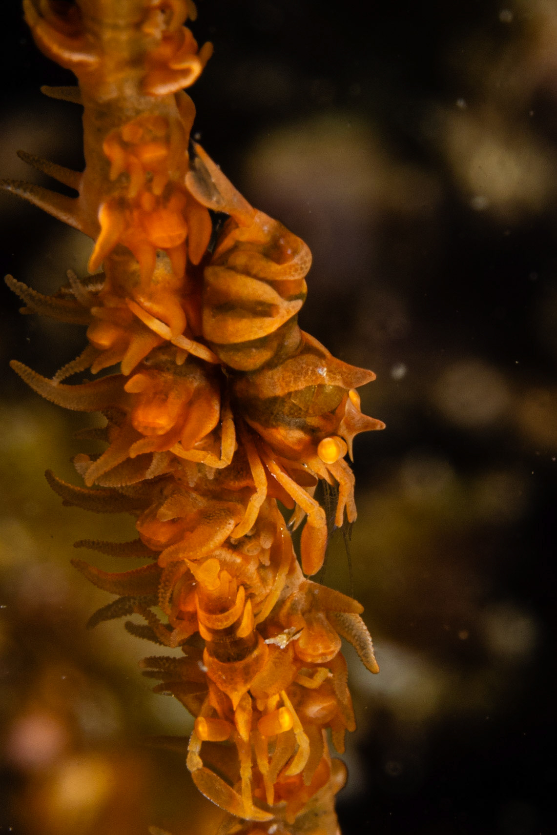 Zanzibar Whip Coral Shrimp