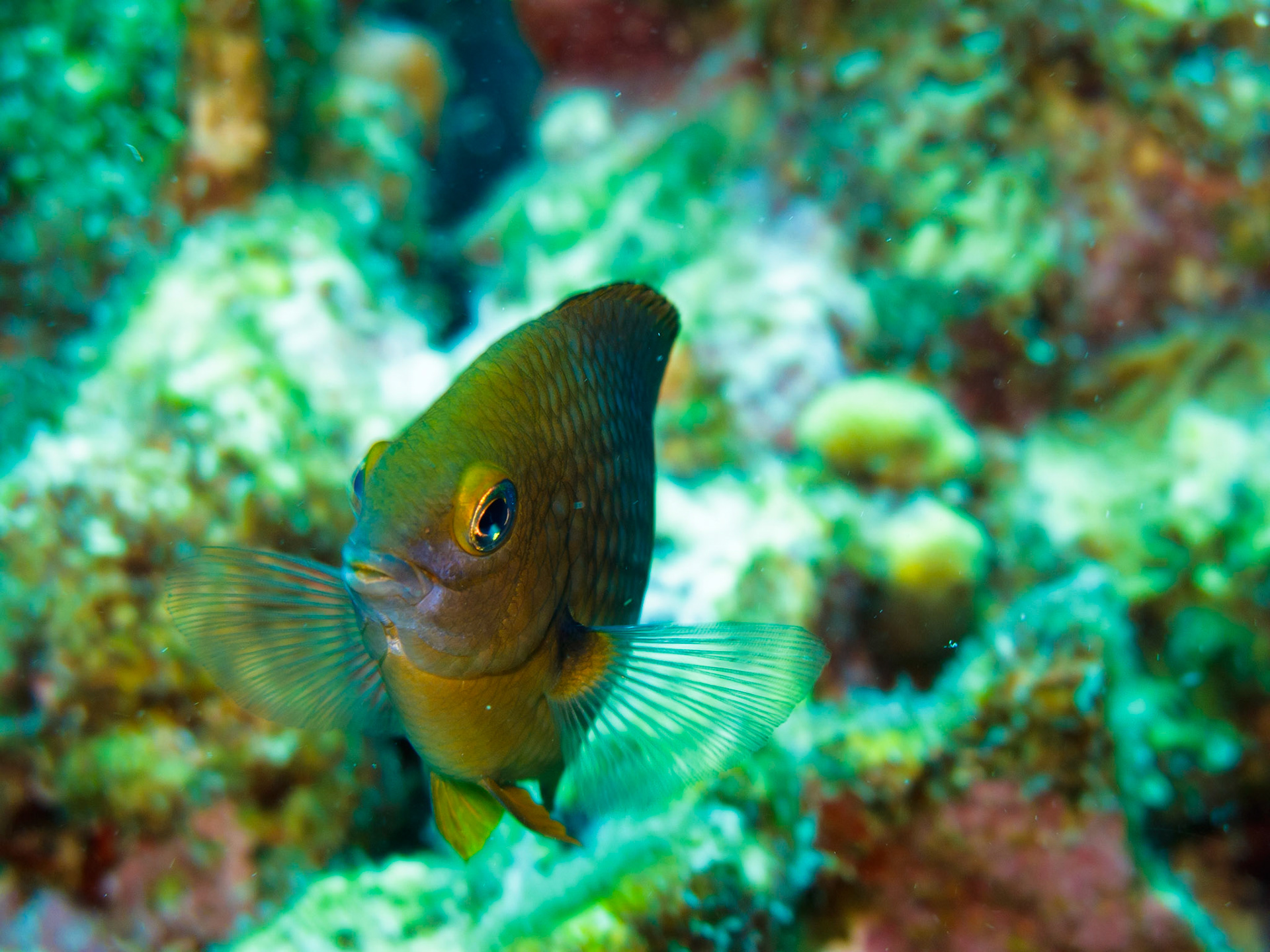 Bicolor Damselfish
