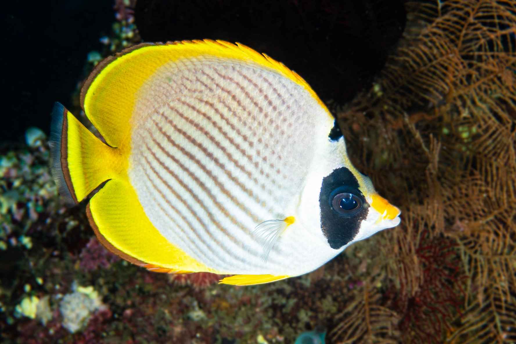 Panda Butterflyfish