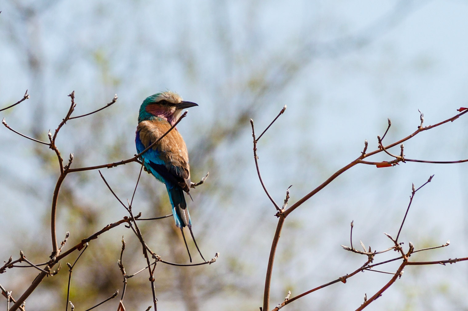 Lilac-breasted Roller