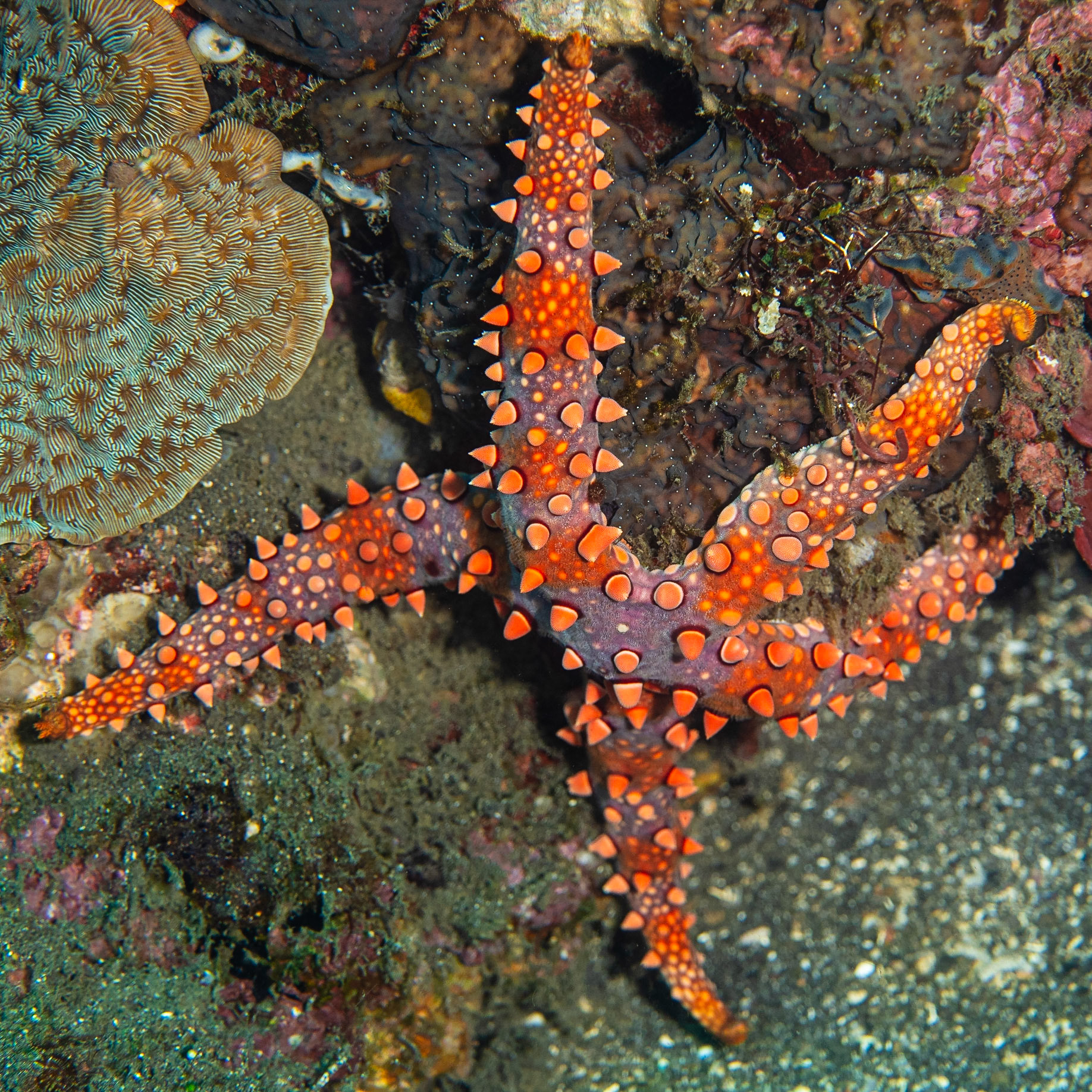 Spiny Sea Star