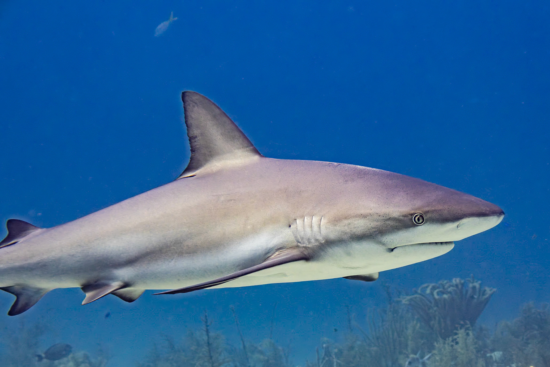 Caribbean Reef Shark