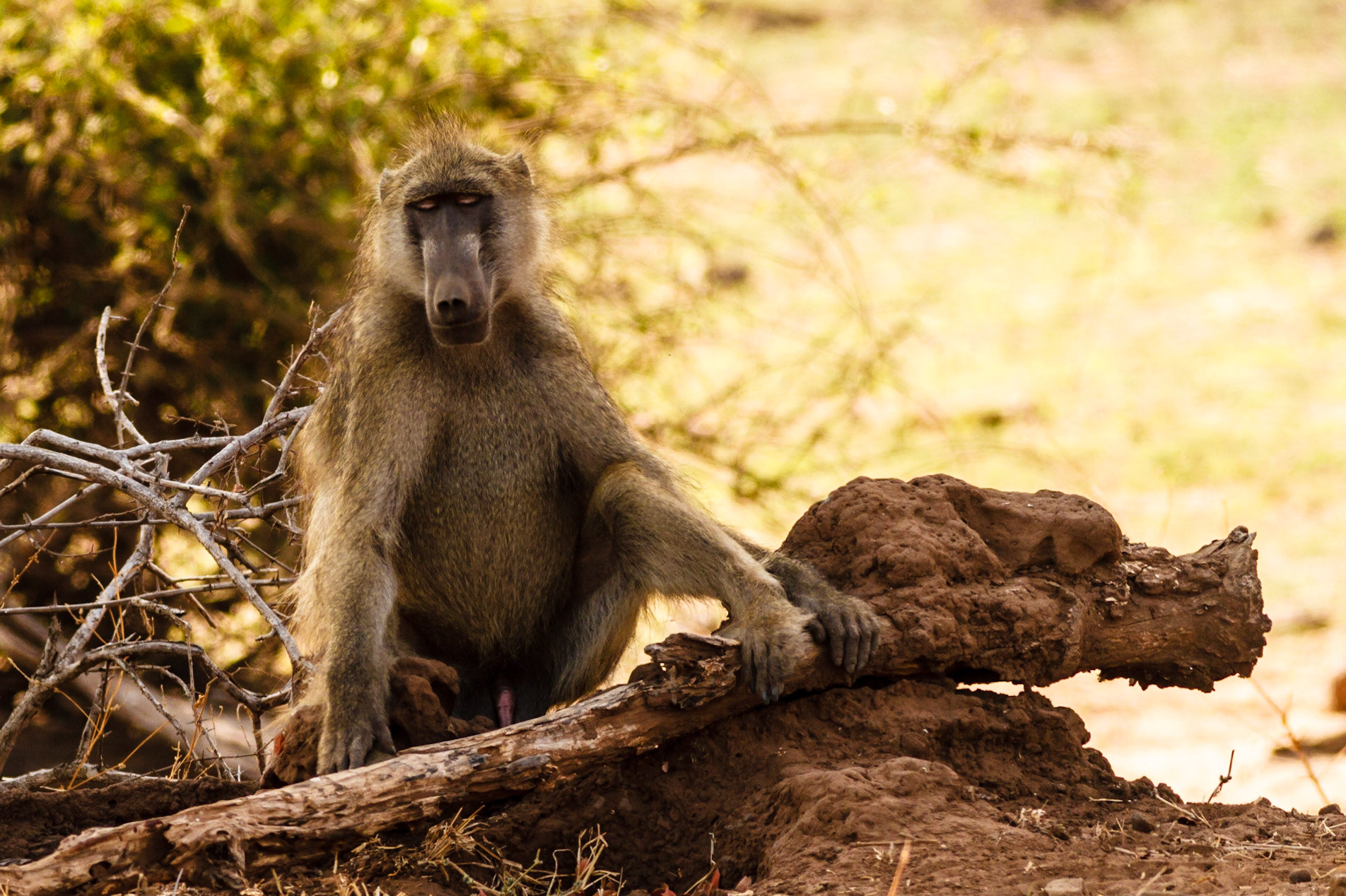 Chacma Baboon