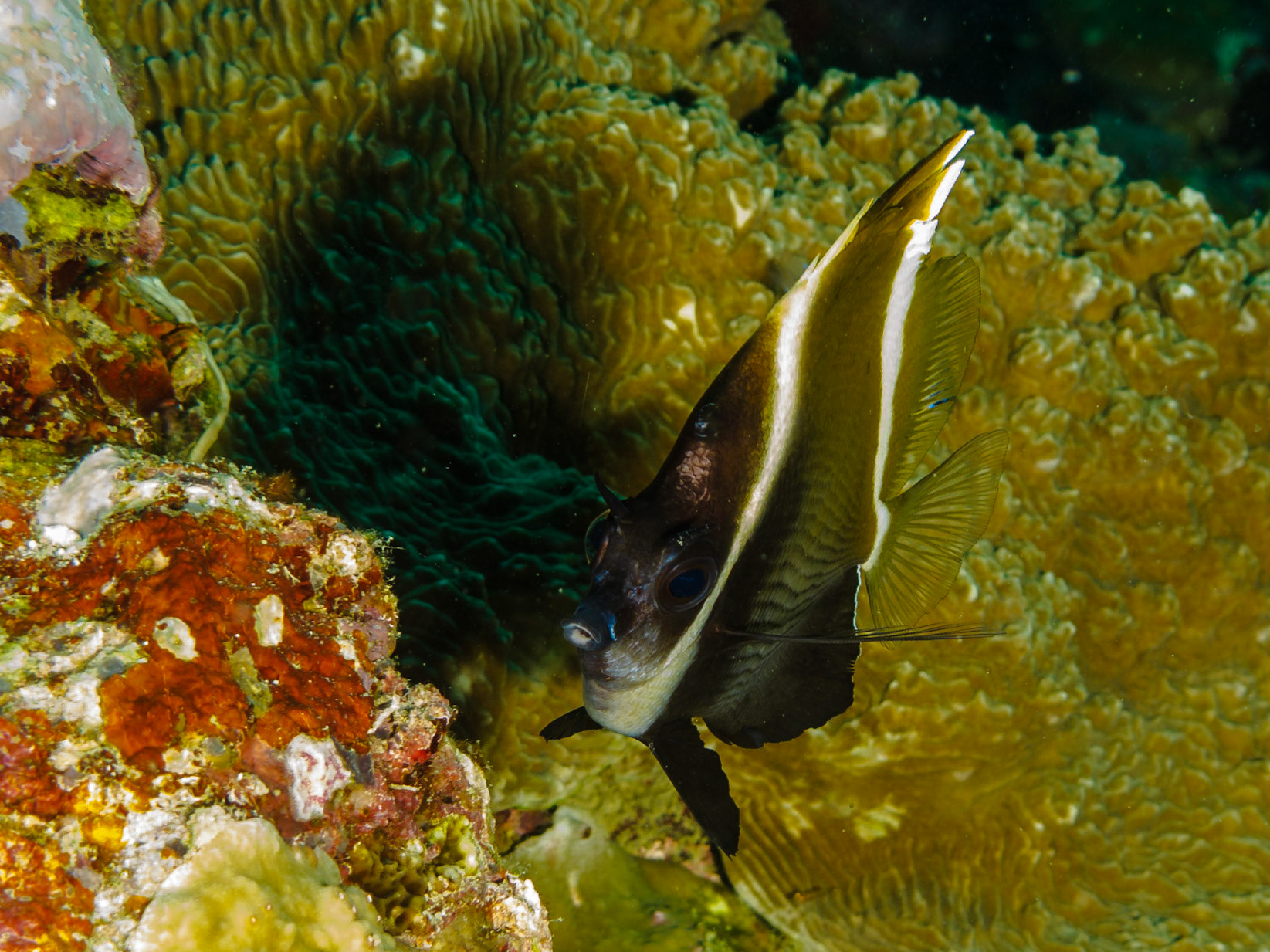 Humphead Bannerfish