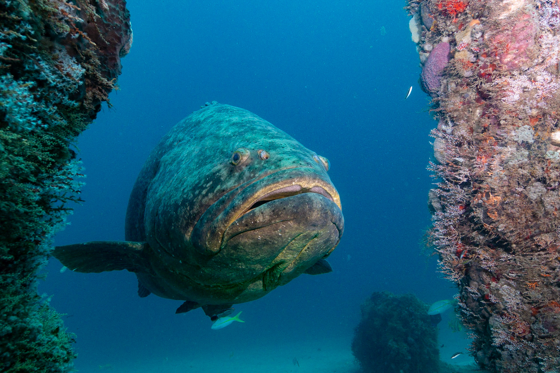 Goliath Grouper