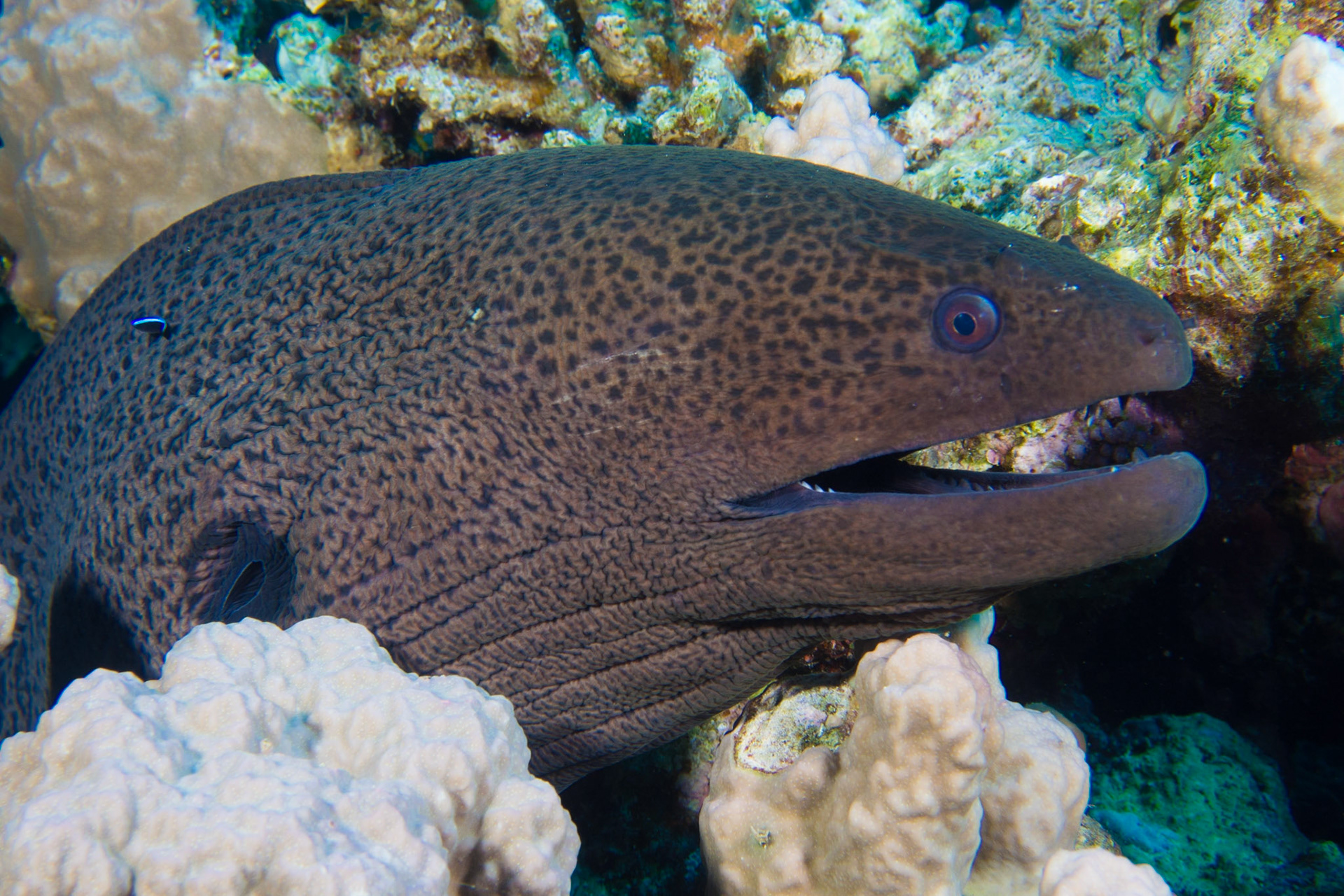 Giant Moray