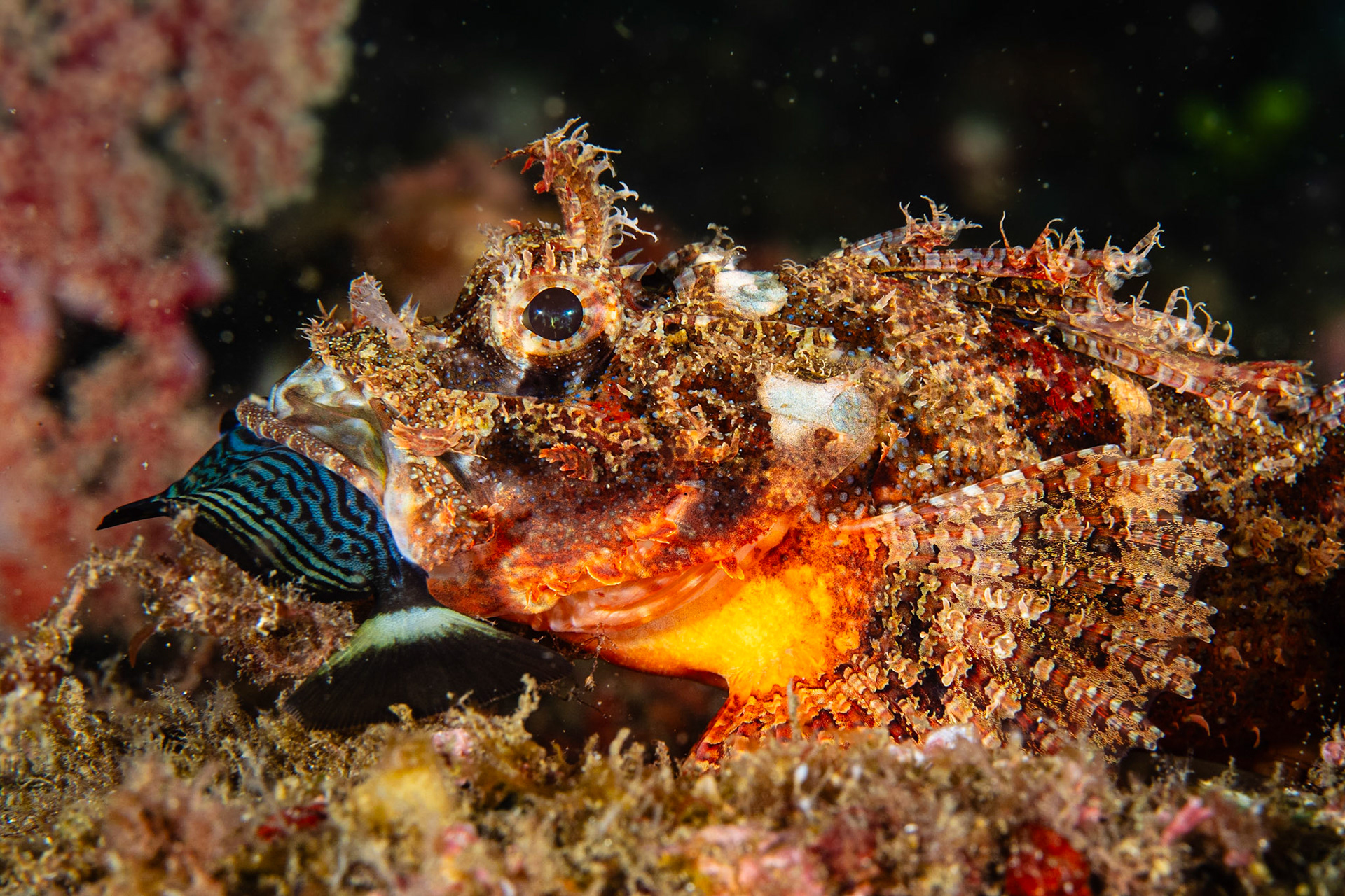 Poss's Scorpionfish