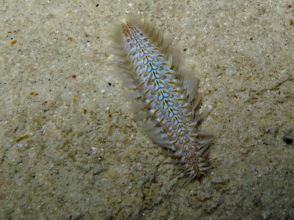 Probably Redtipped Fireworm (Chloeia viridis)