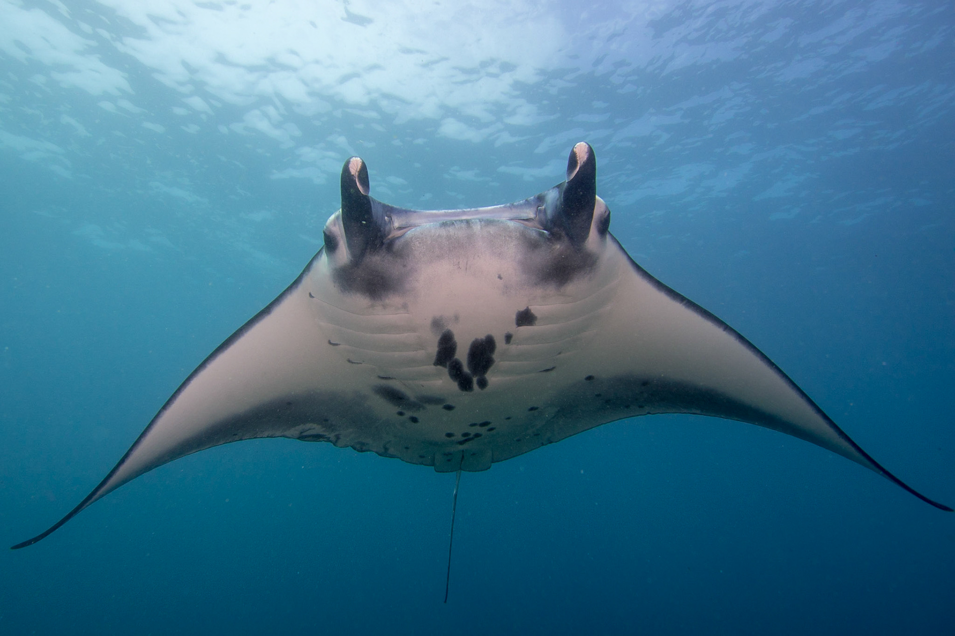 Reef Manta Ray