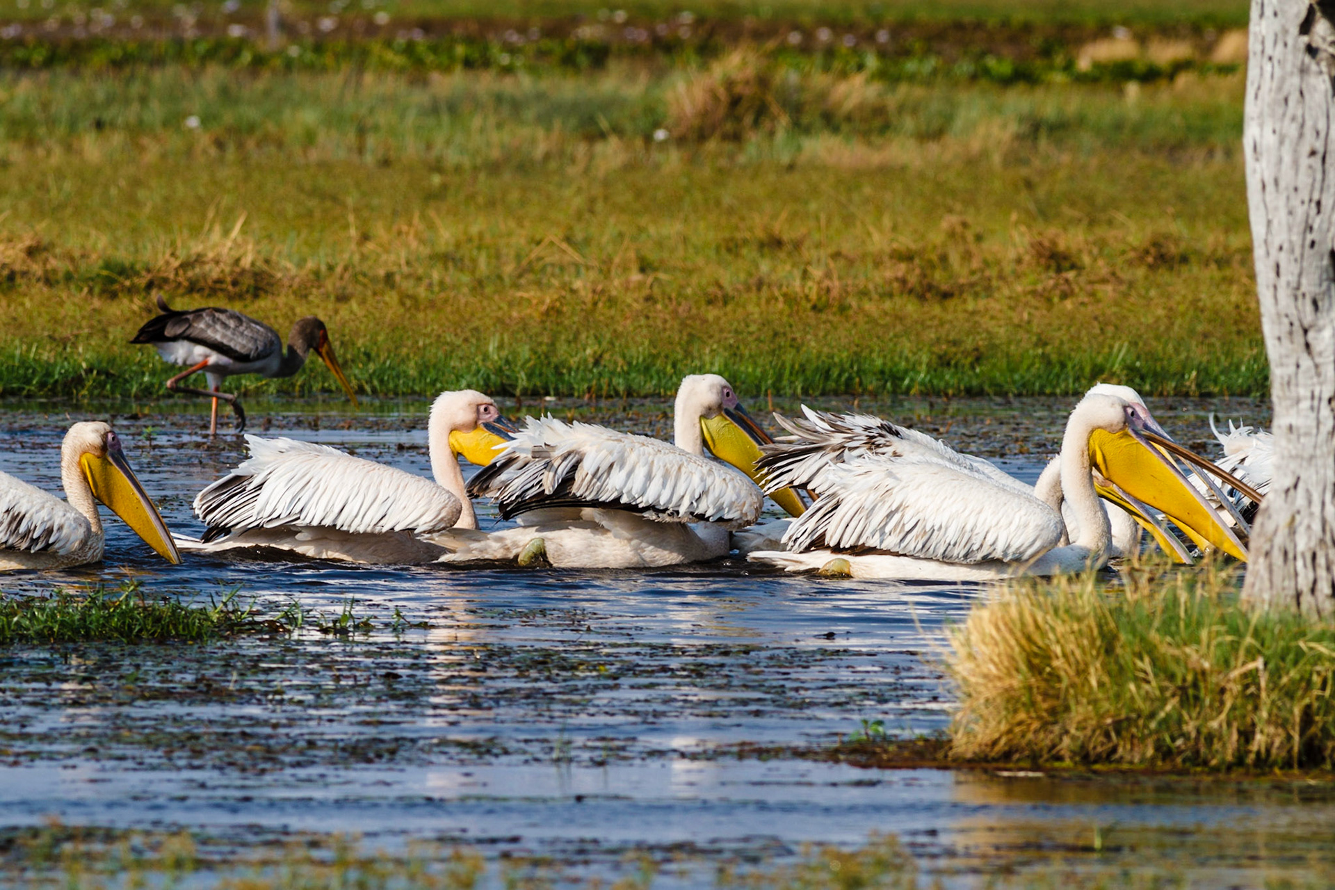 Great White Pelicans