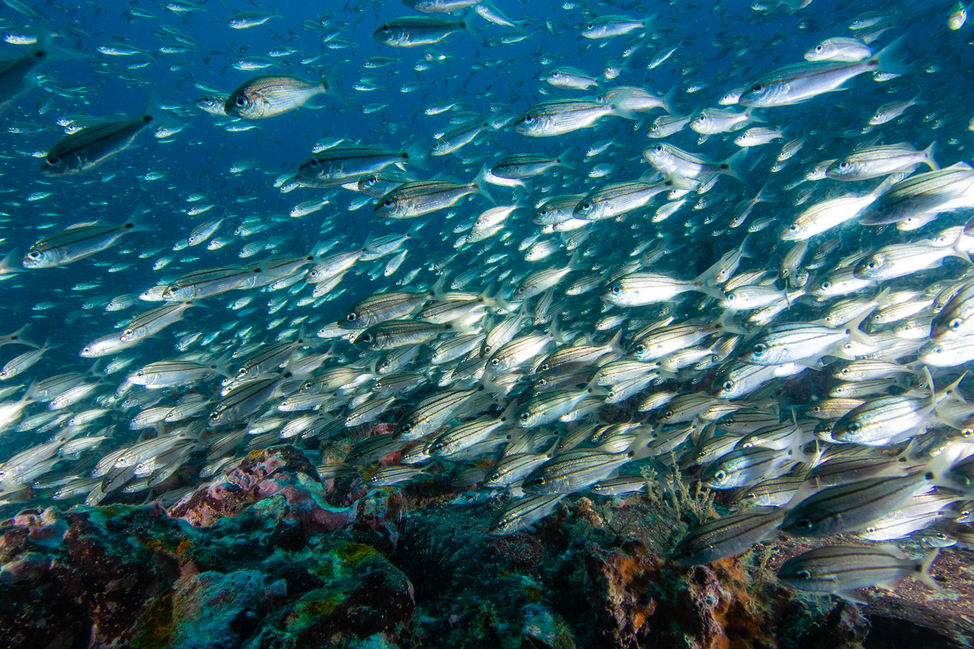 Baitfish and Striped Grunt