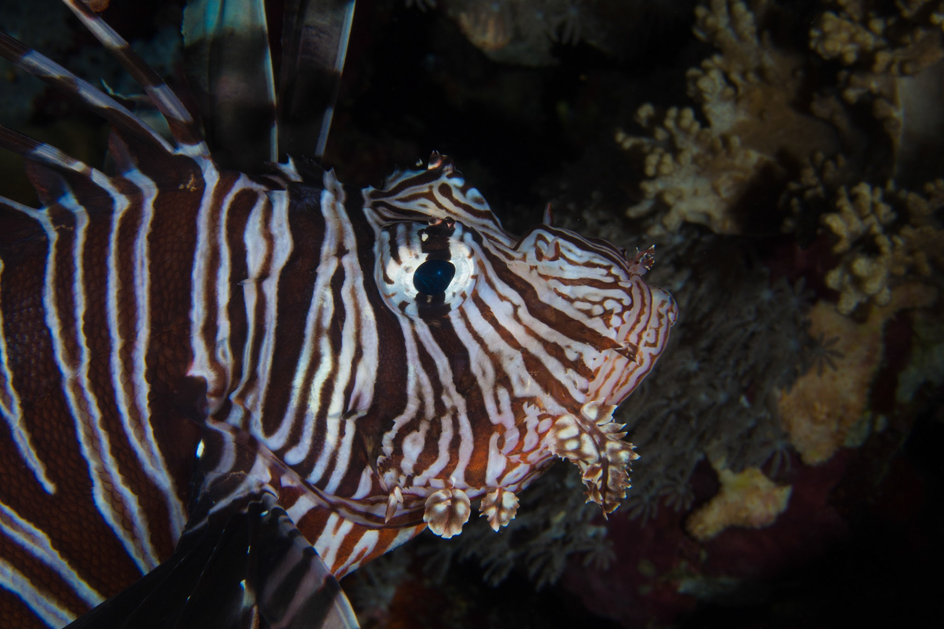 Indian Lionfish