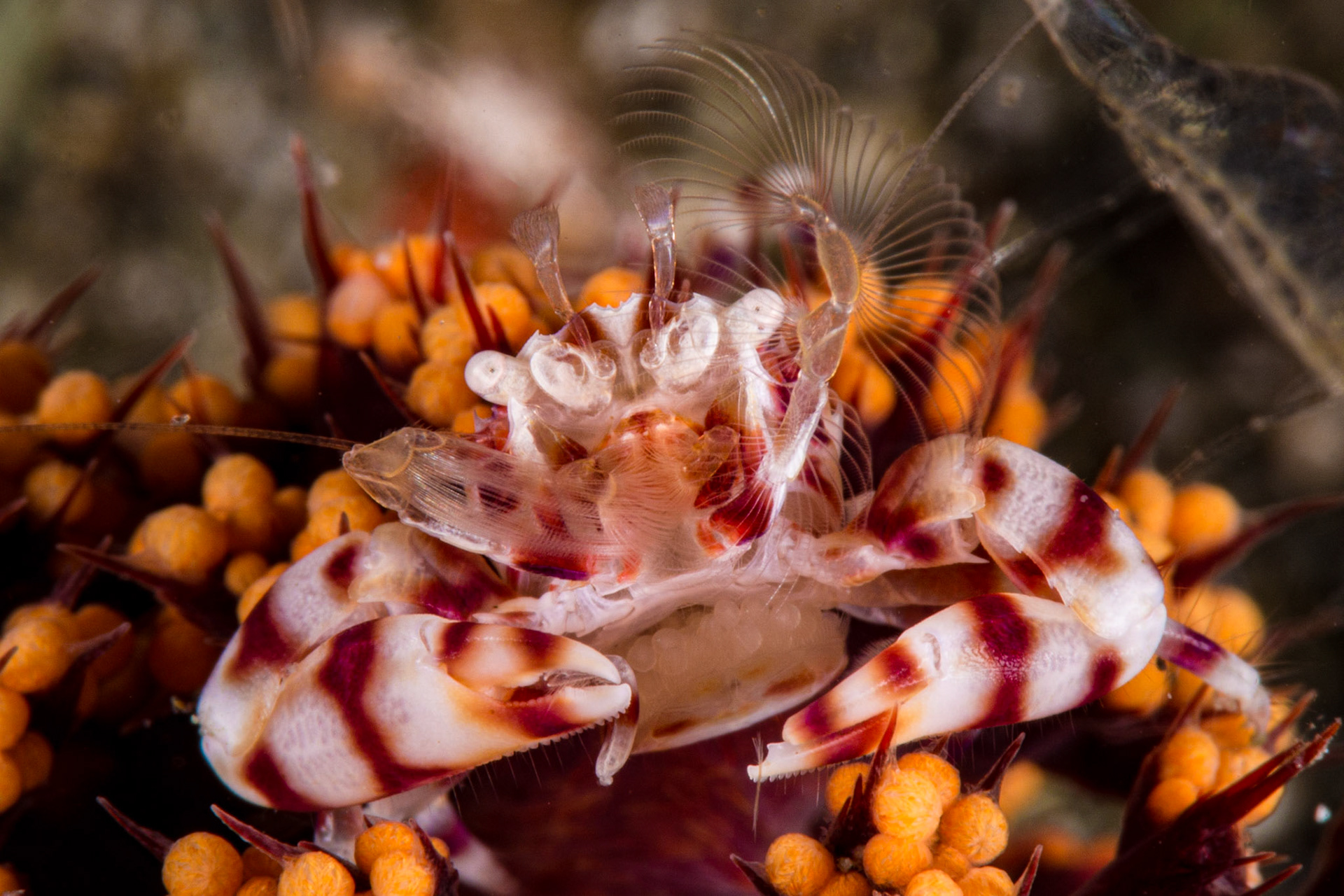 Soft Coral Porcelain Crab