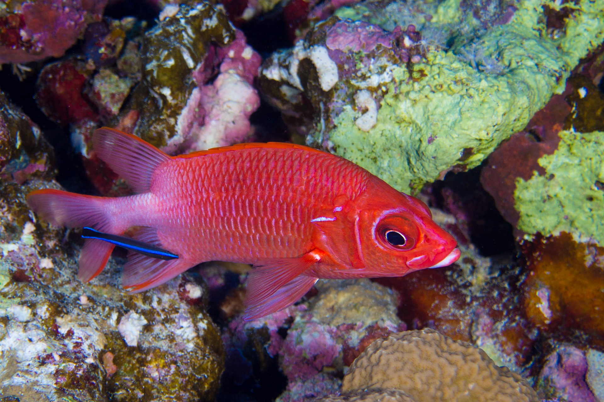 Tailspot Squirrelfish