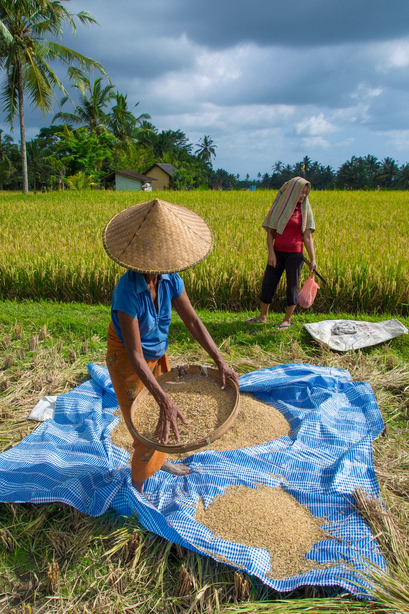 Women winnowing rice