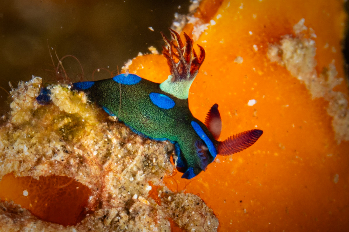 Tambja morosa