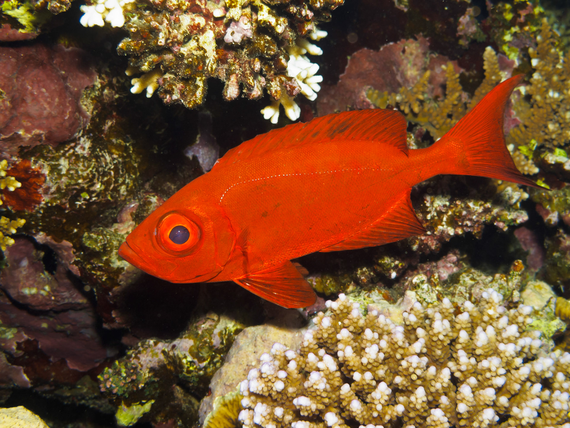 Crescent-tail Bigeye