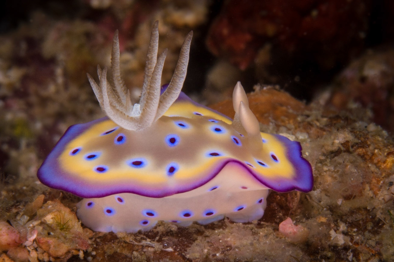 Goniobranchus kuniei