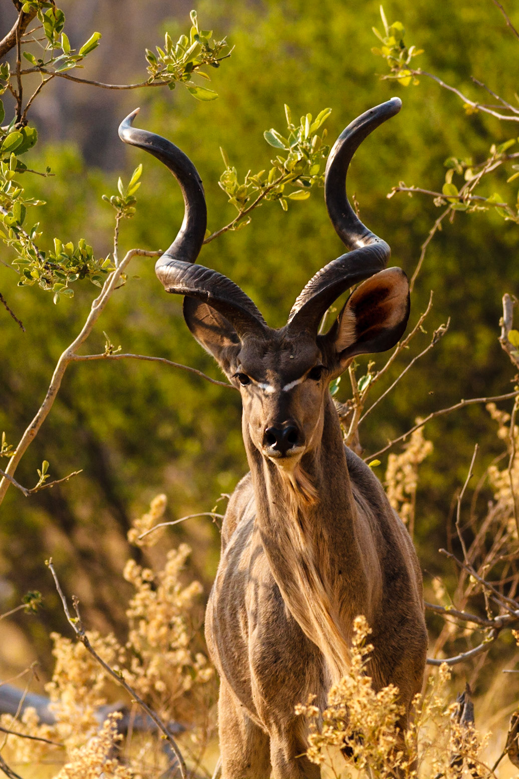 Greater Kudu