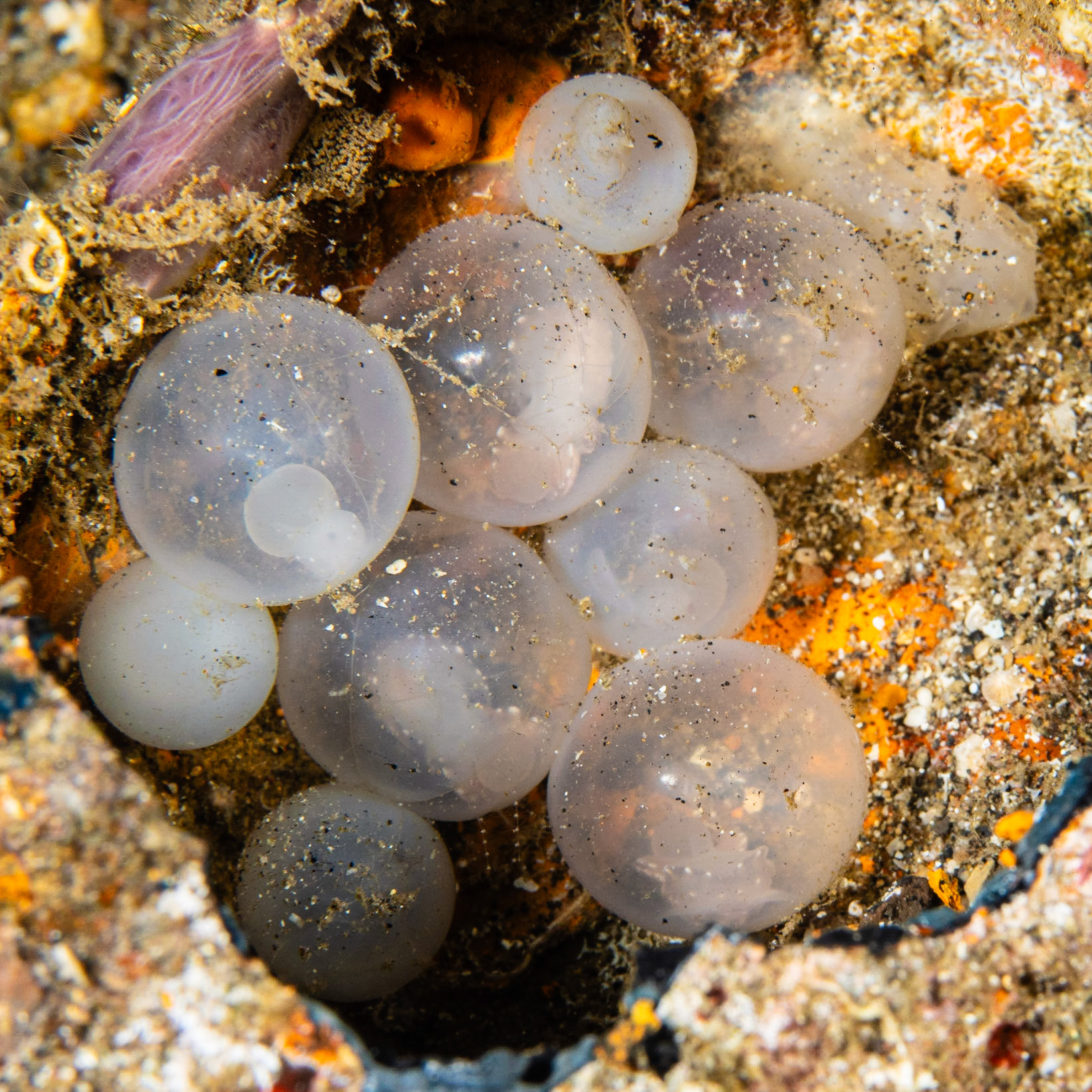 Broadclub Cuttlefish