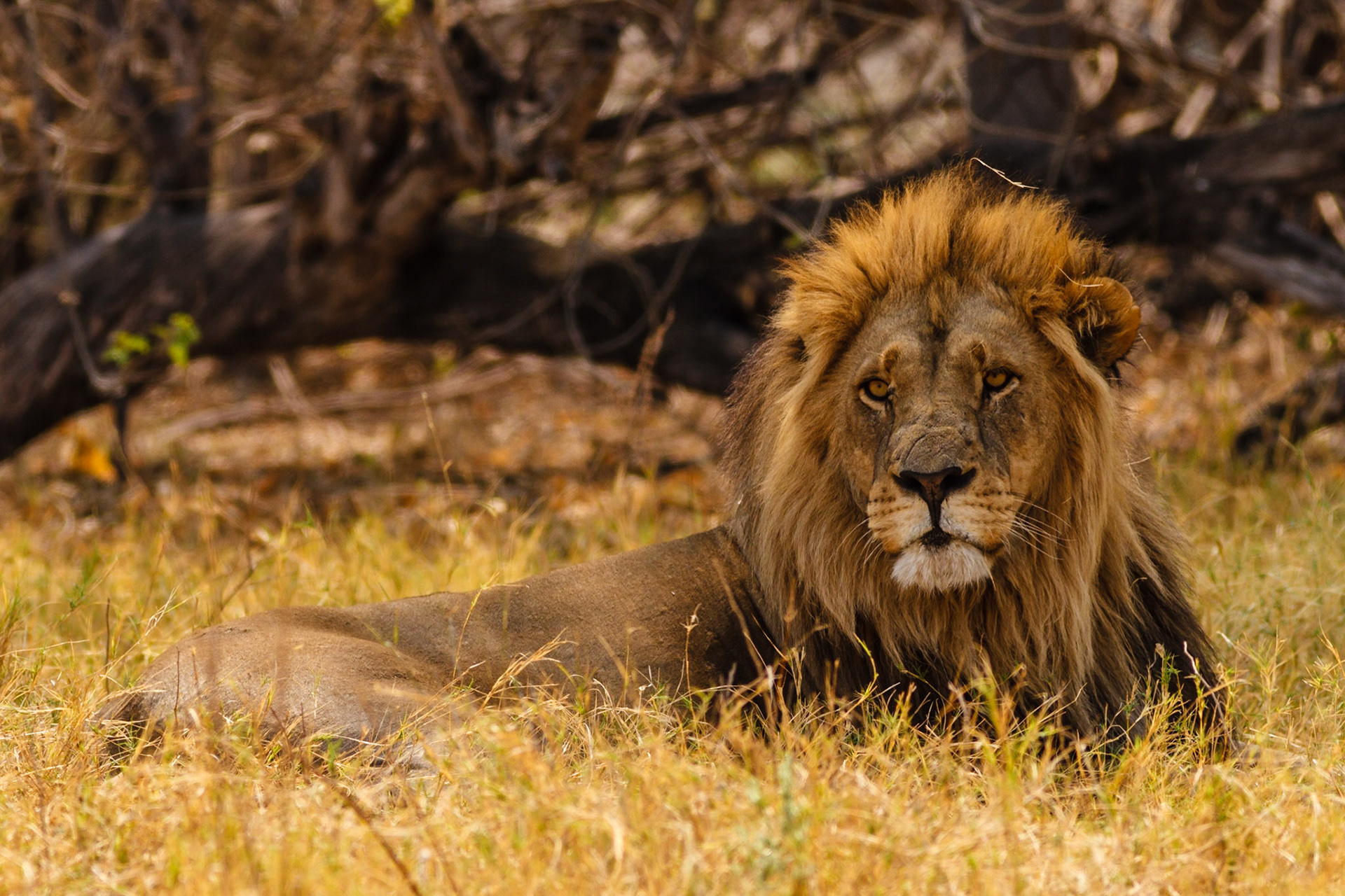 Male Lion in Moremi NP, Botswana