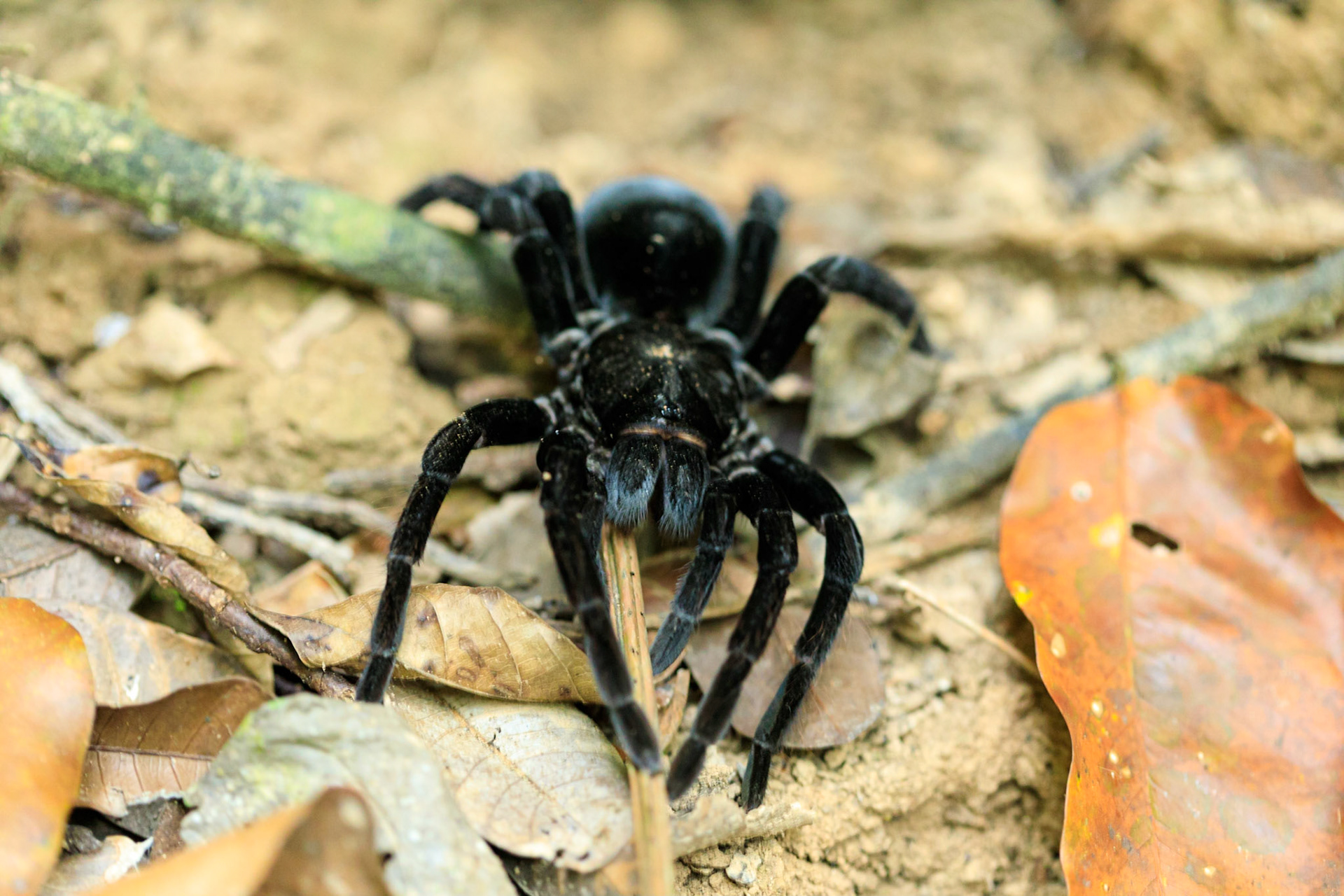 Pamphobeteus sp Tarantula