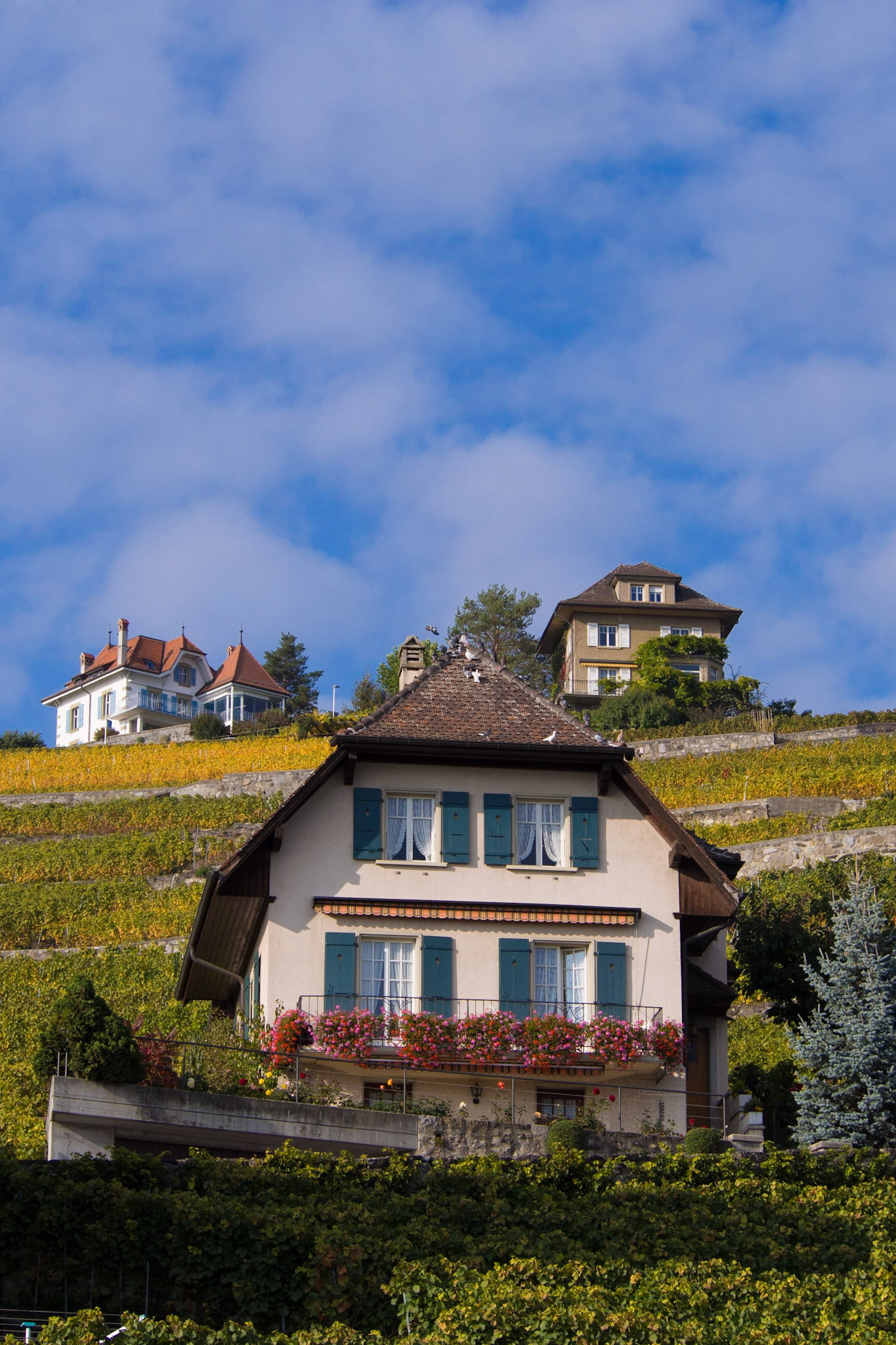 Lavaux vineyards