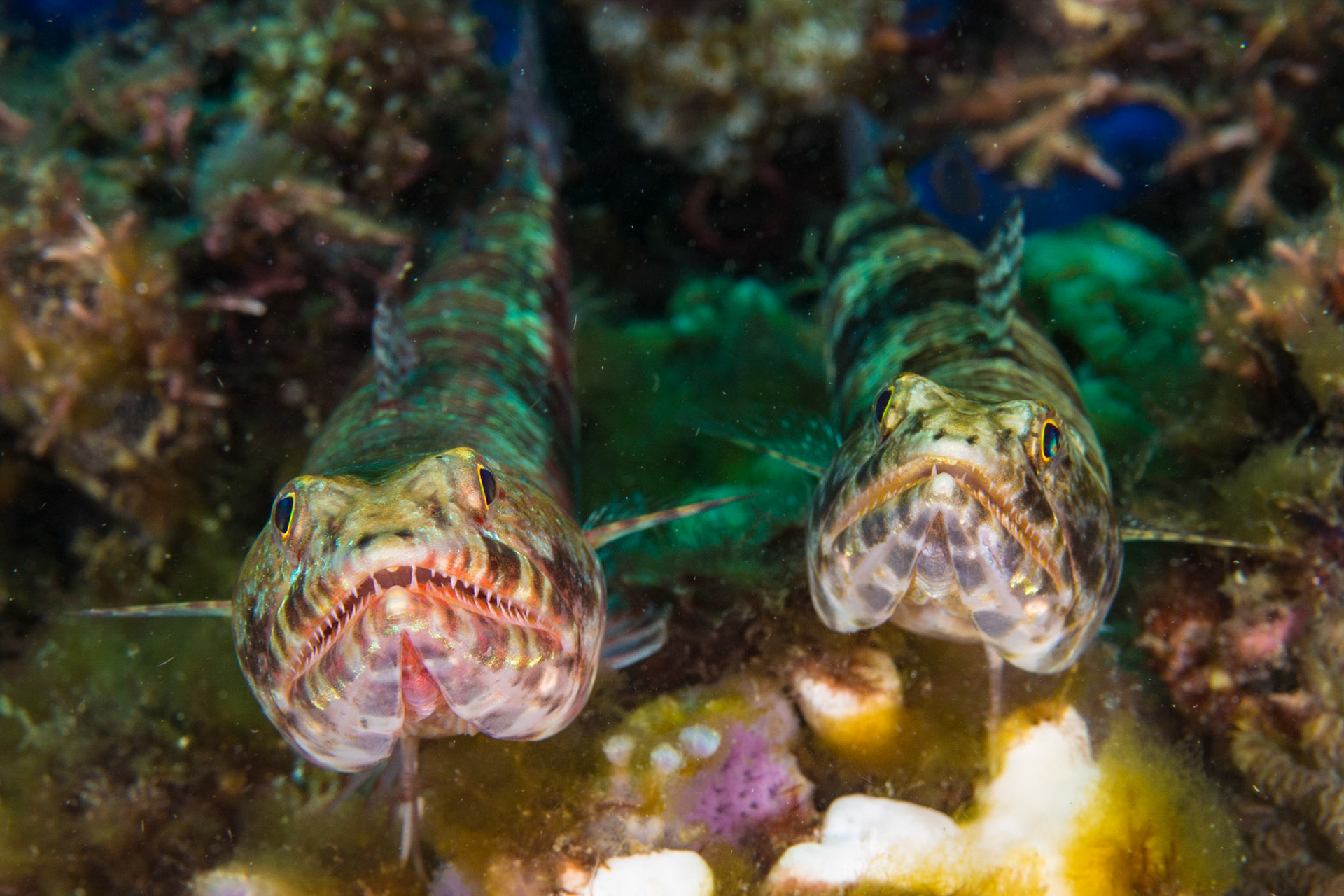 Reef Lizardfish