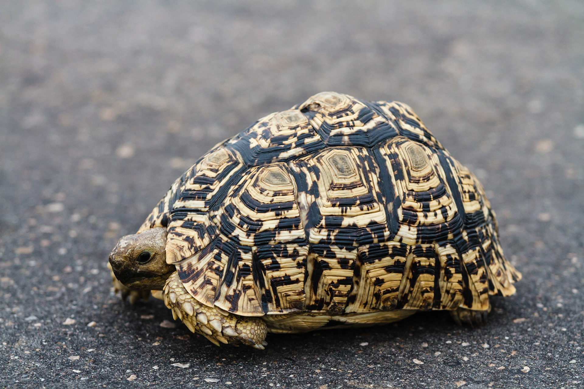 Leopard Tortoise