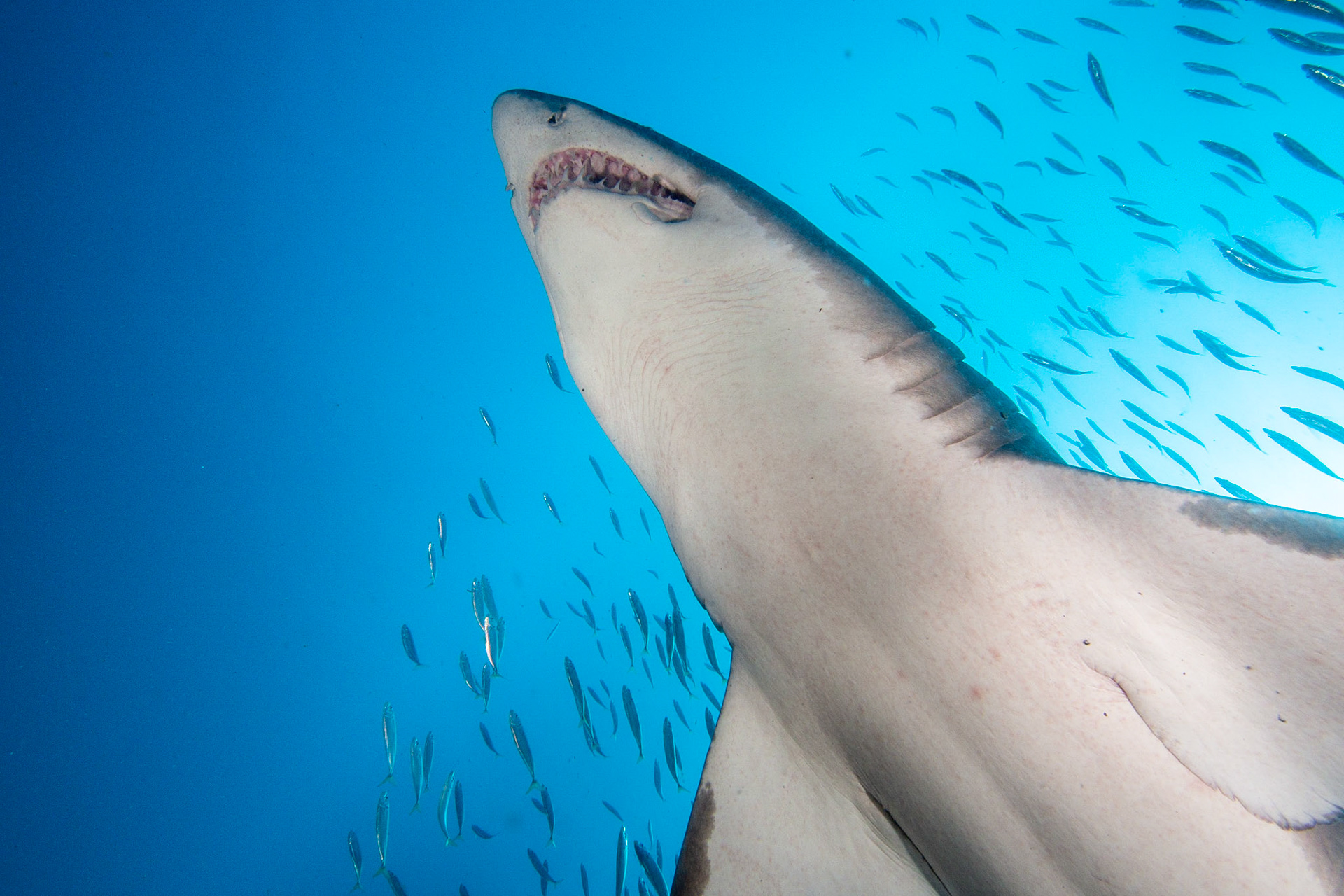 Sand Tiger Shark. This guy swam right over top of me and the photo was taken moments before she got a little spooked, thrashed, and swam off.