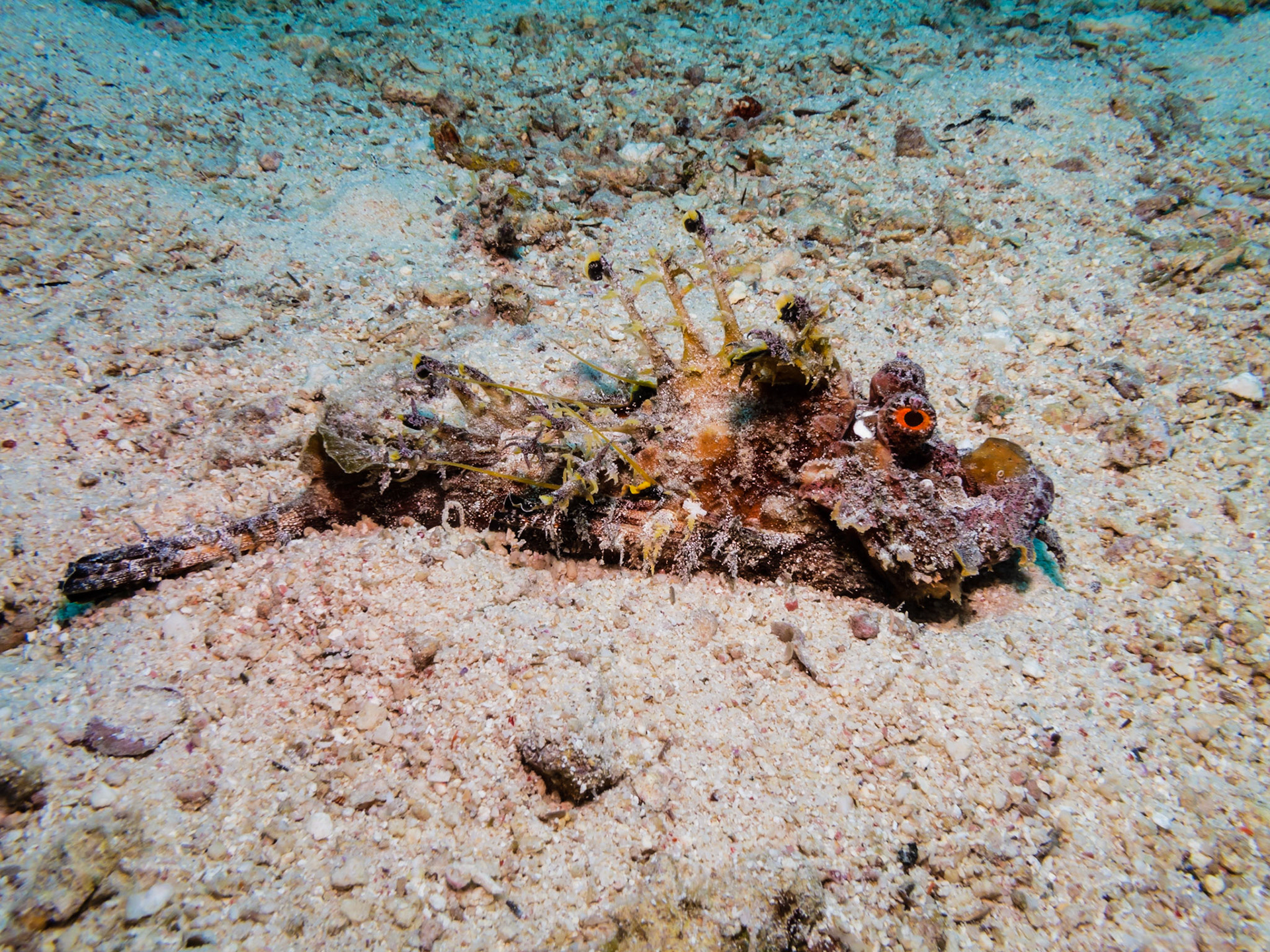 Filamented Devilfish