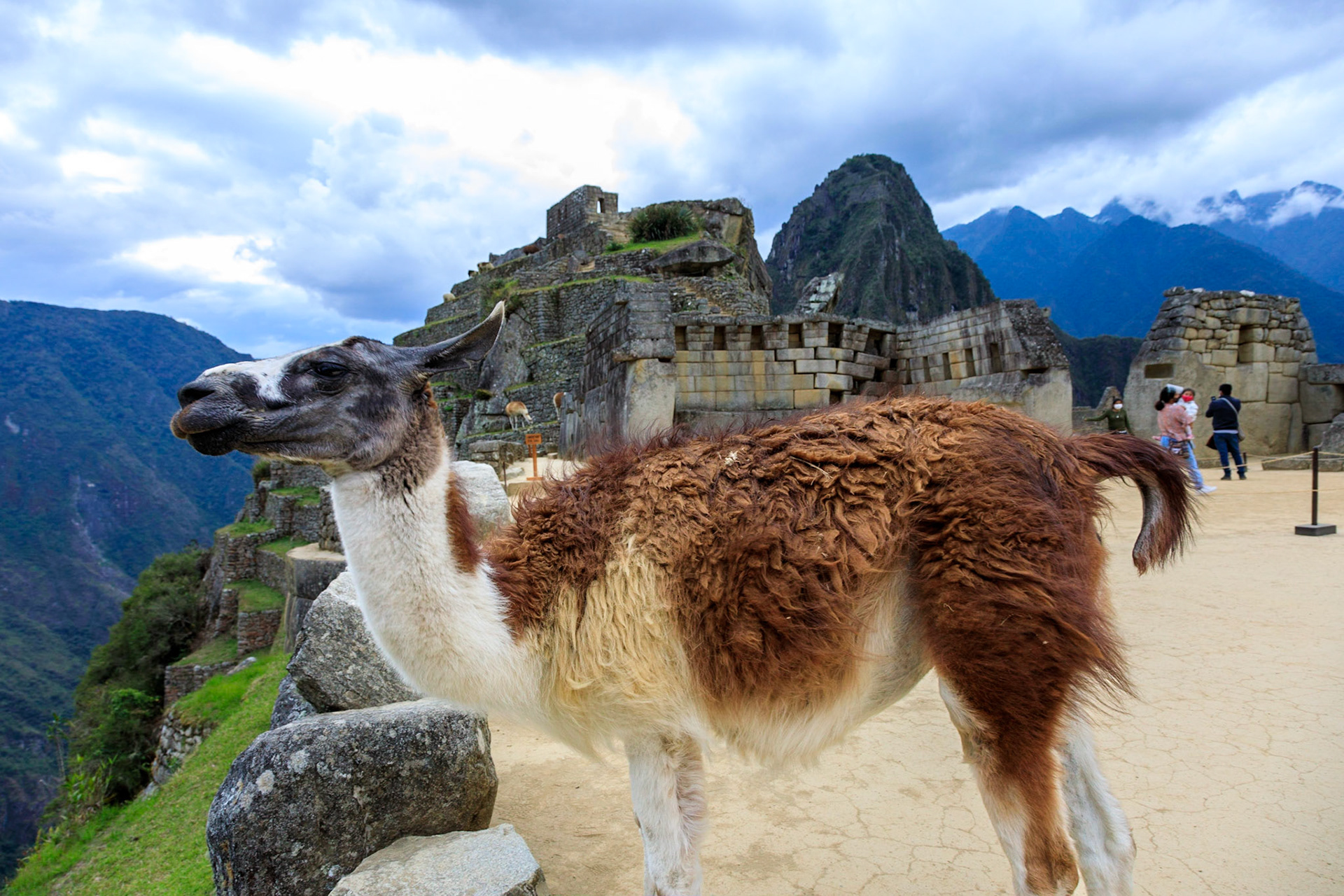 Llama