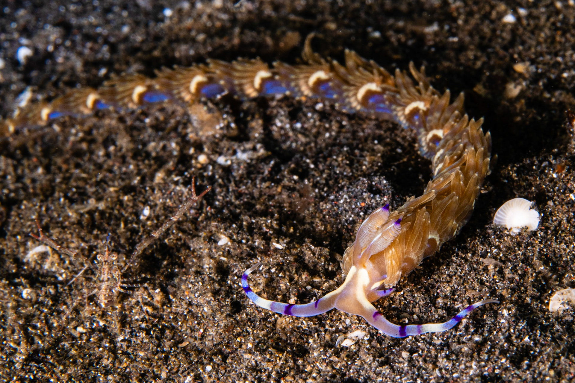 Pteraeolidia semperi