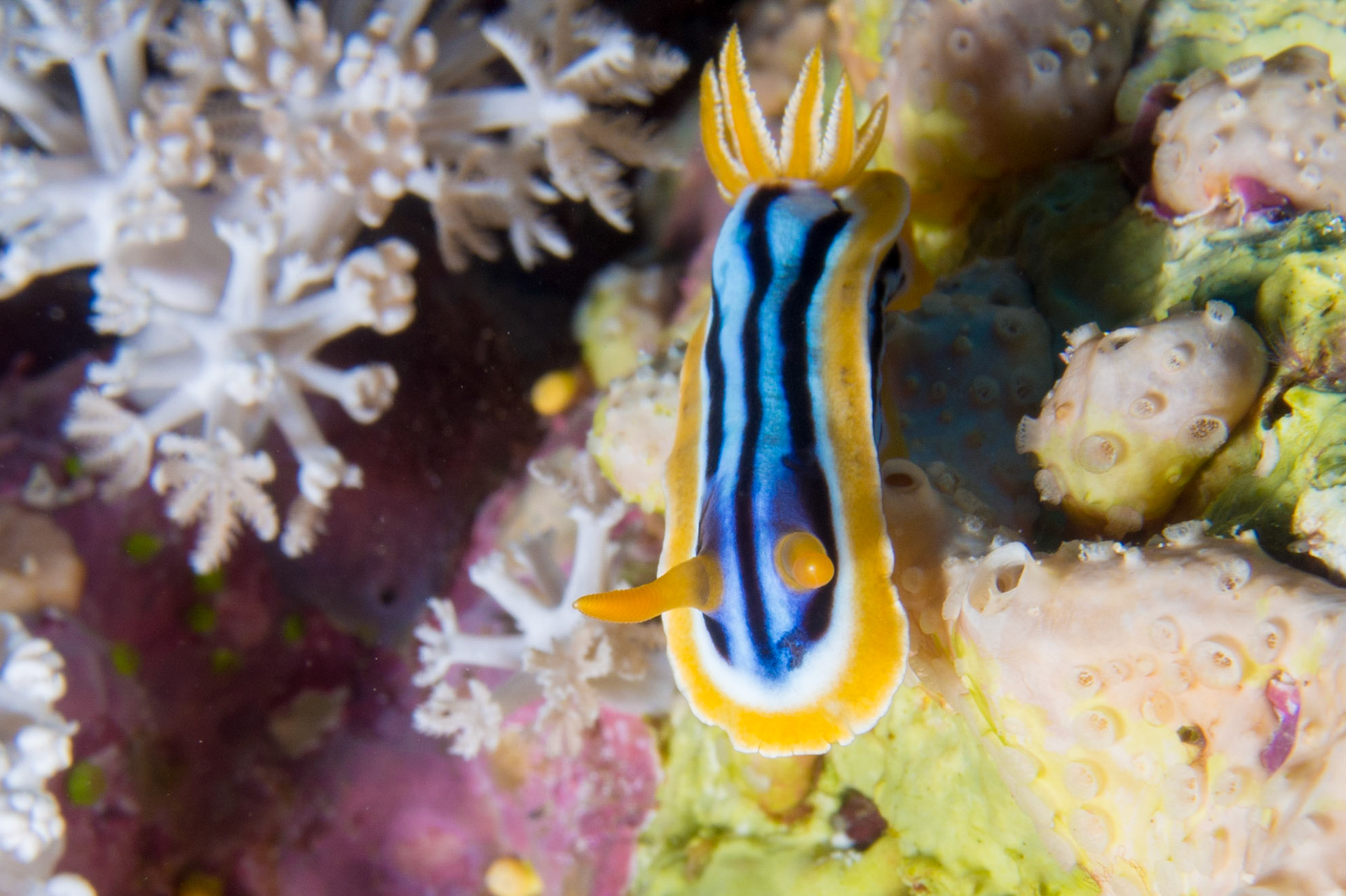 Chromodoris quadricolor