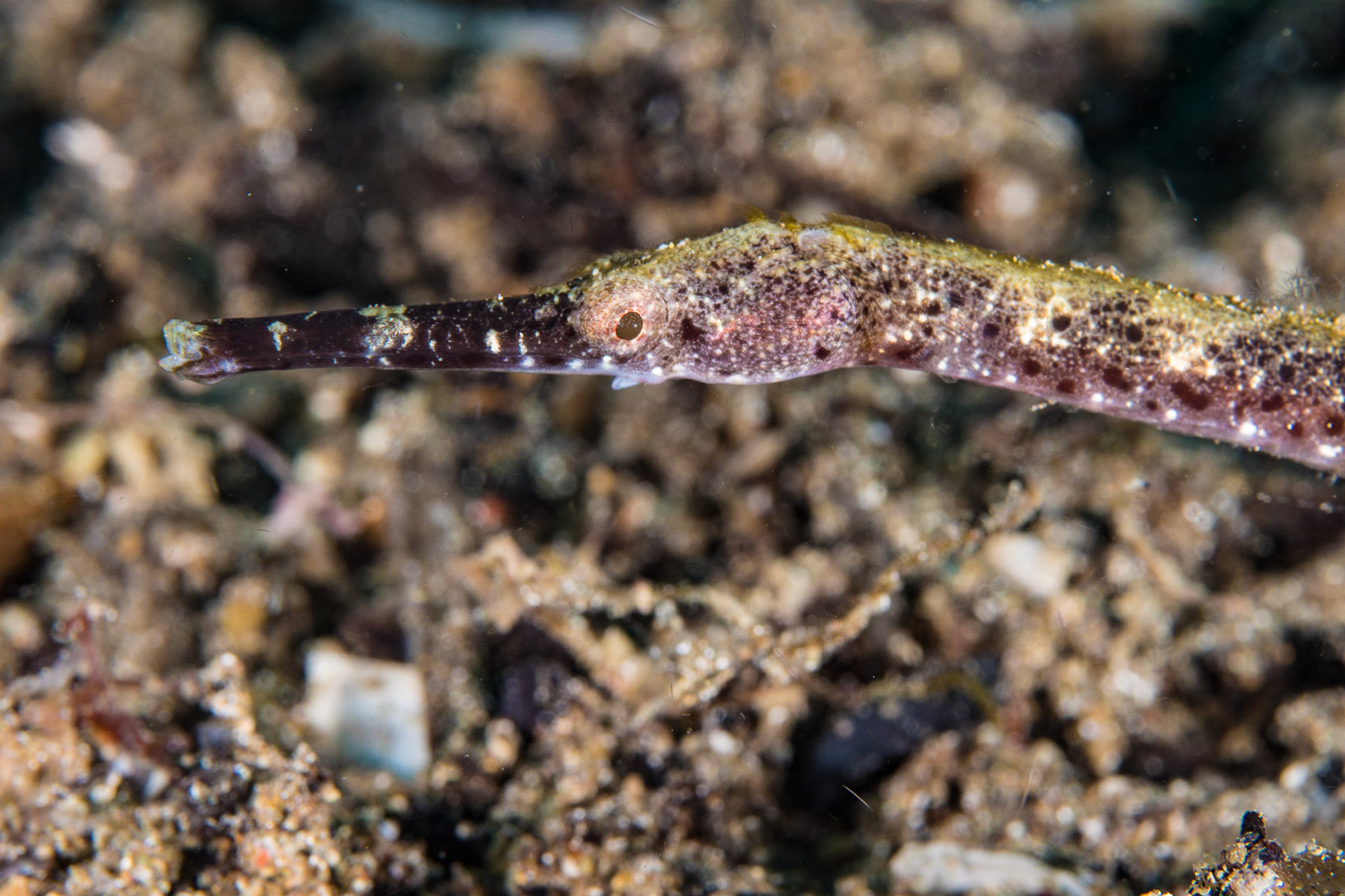 Short-tailed Pipefish