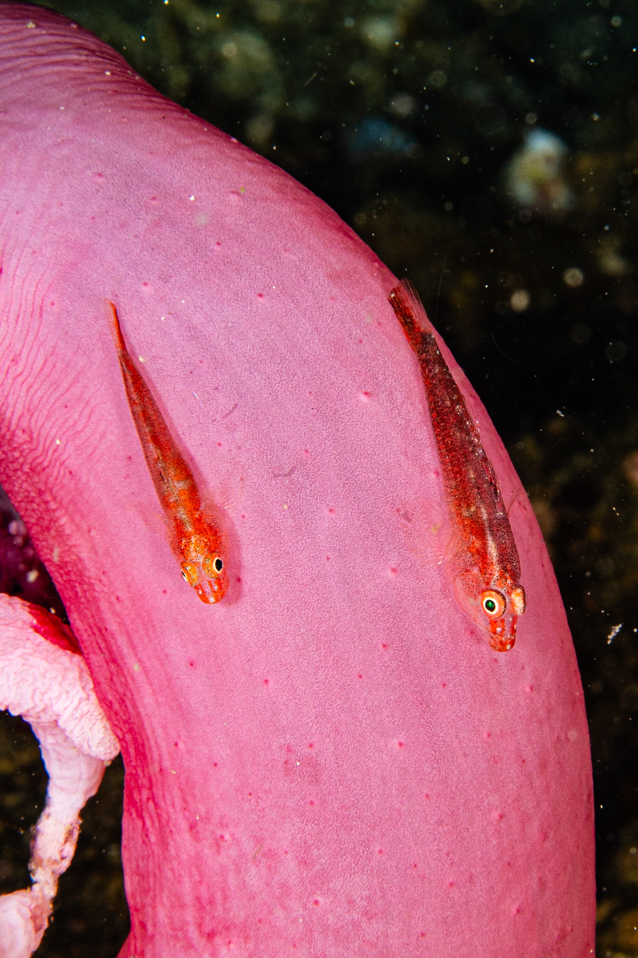 Soft Coral Ghostgoby