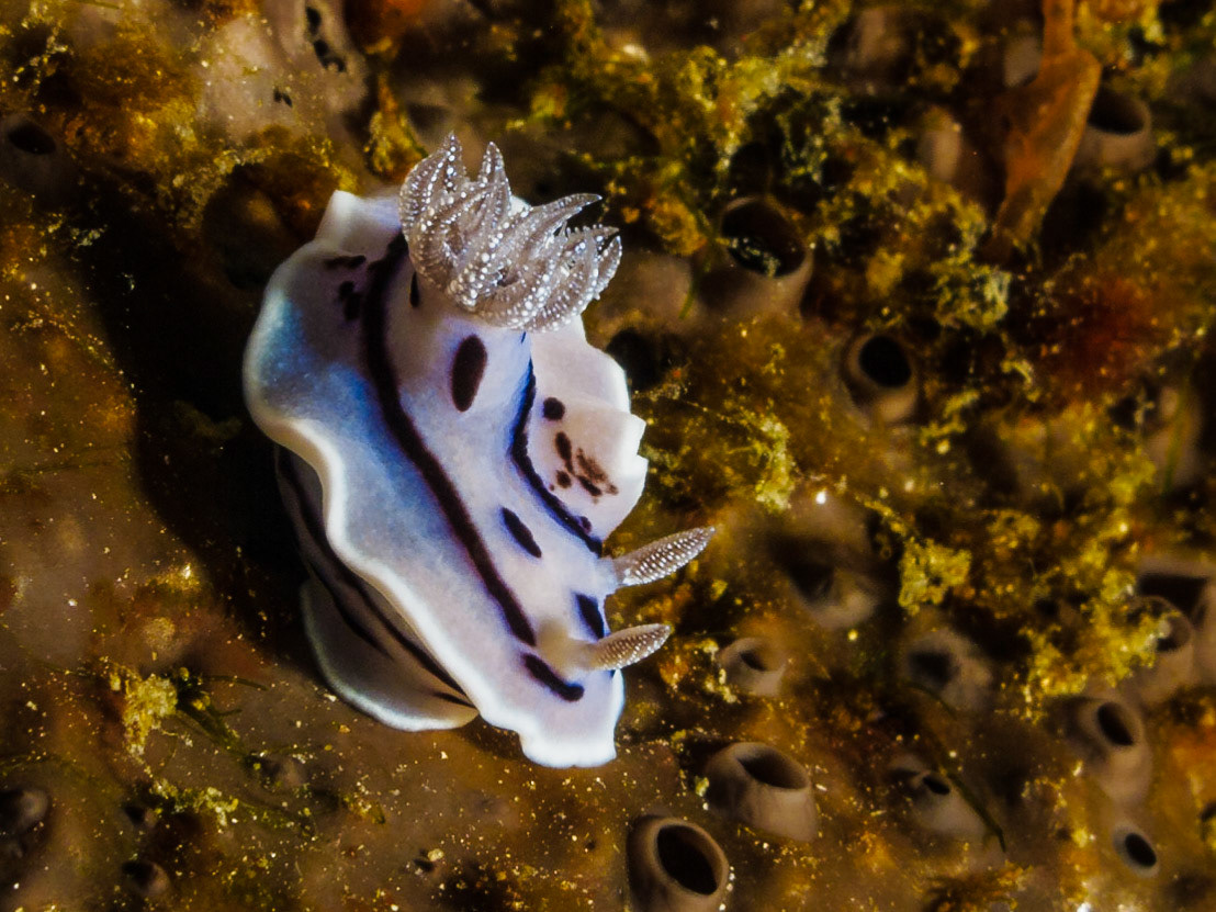 Chromodoris willani