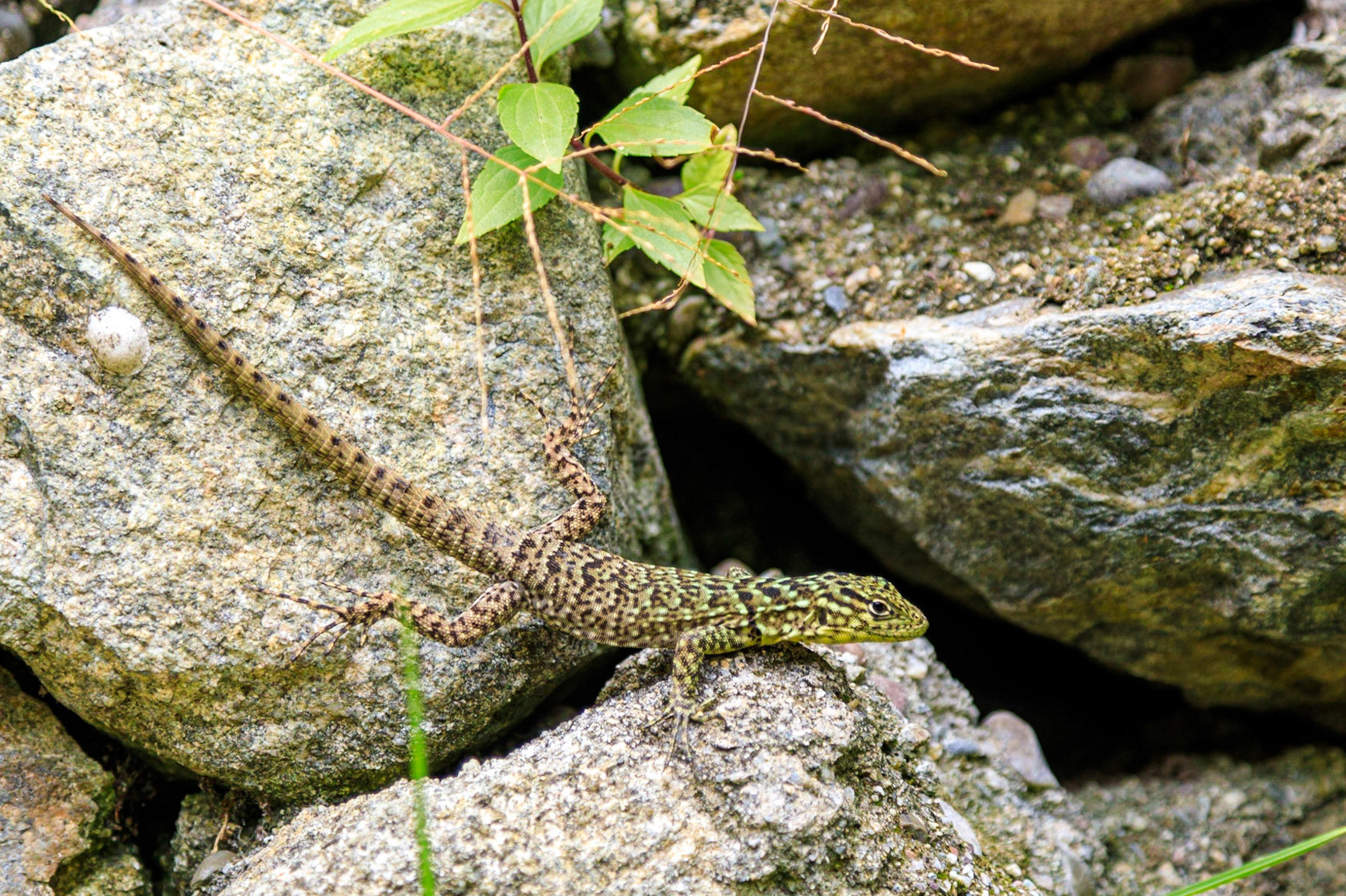 Spiny Whorltail Iguana