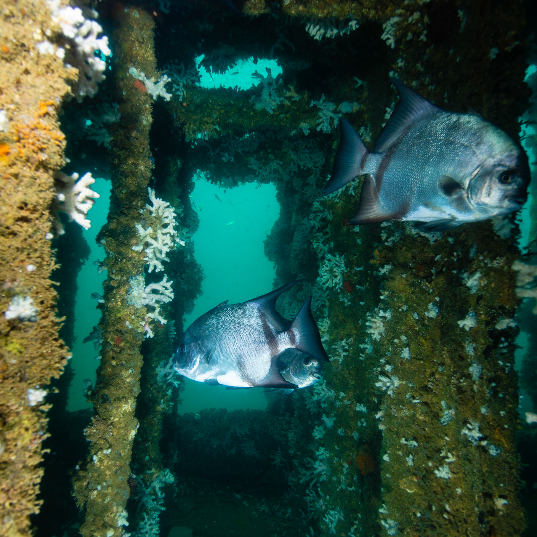 Atlantic Spadefish