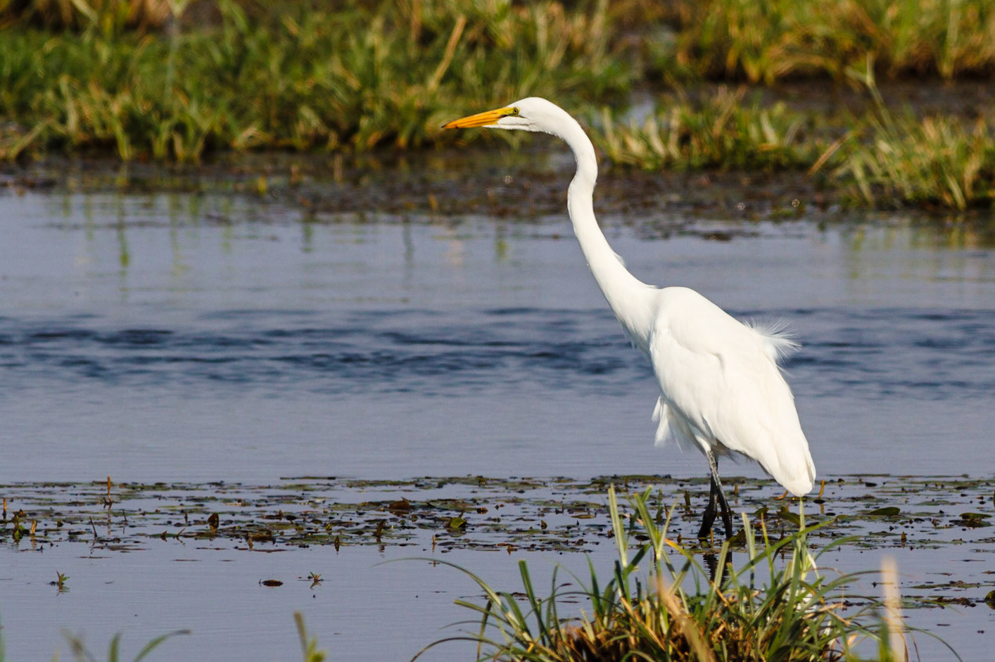 Western Great Egret