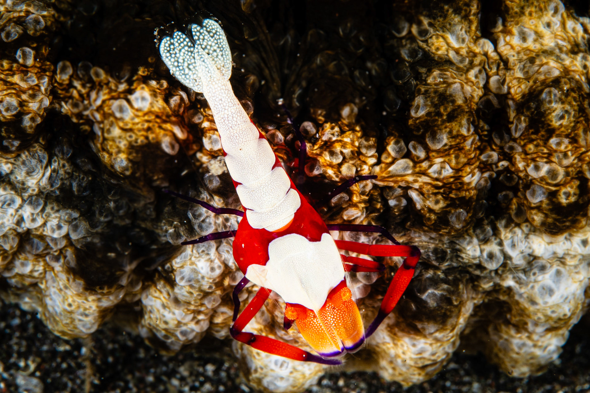 Emperor Shrimp