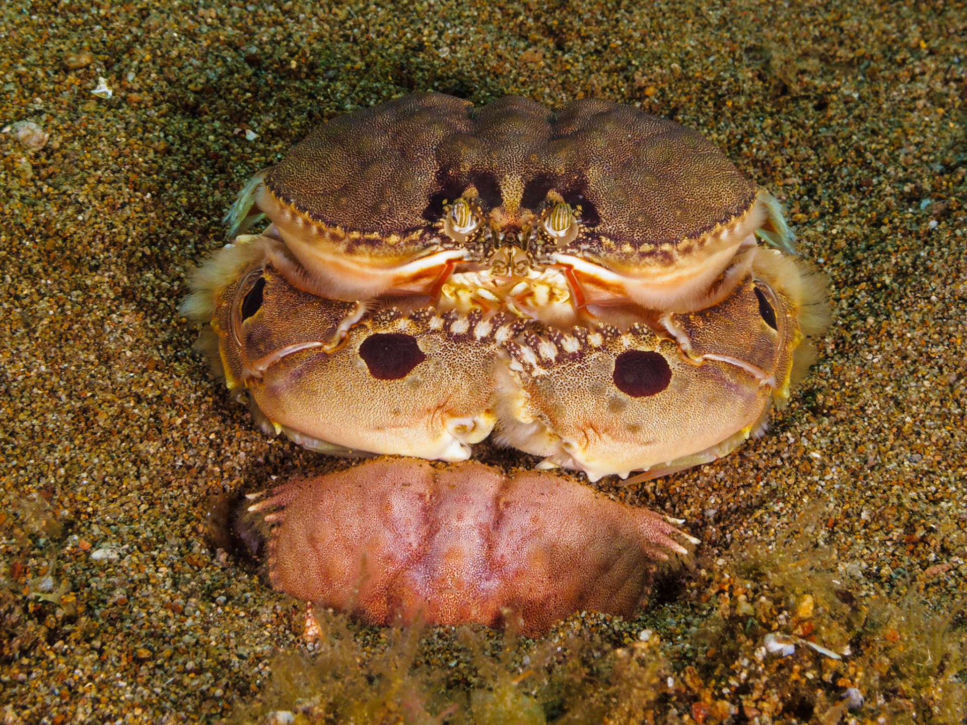 Spotted Box Crab