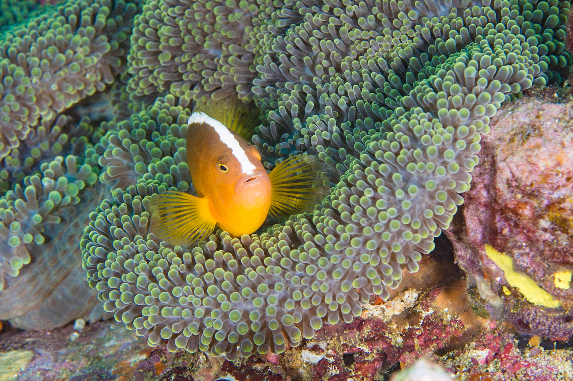 Orange Anemonefish and Magnificent Anemone