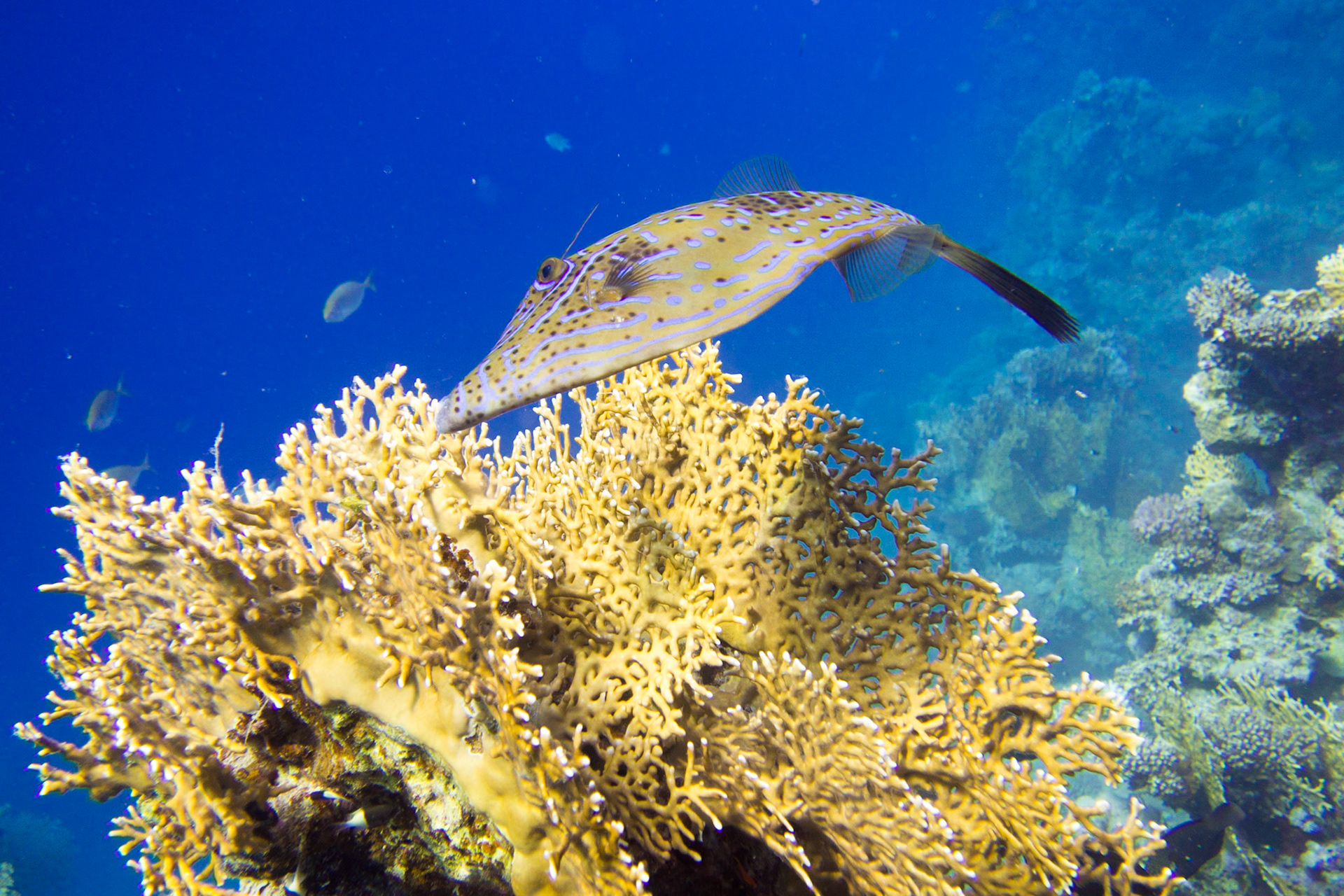 Scrawled Filefish